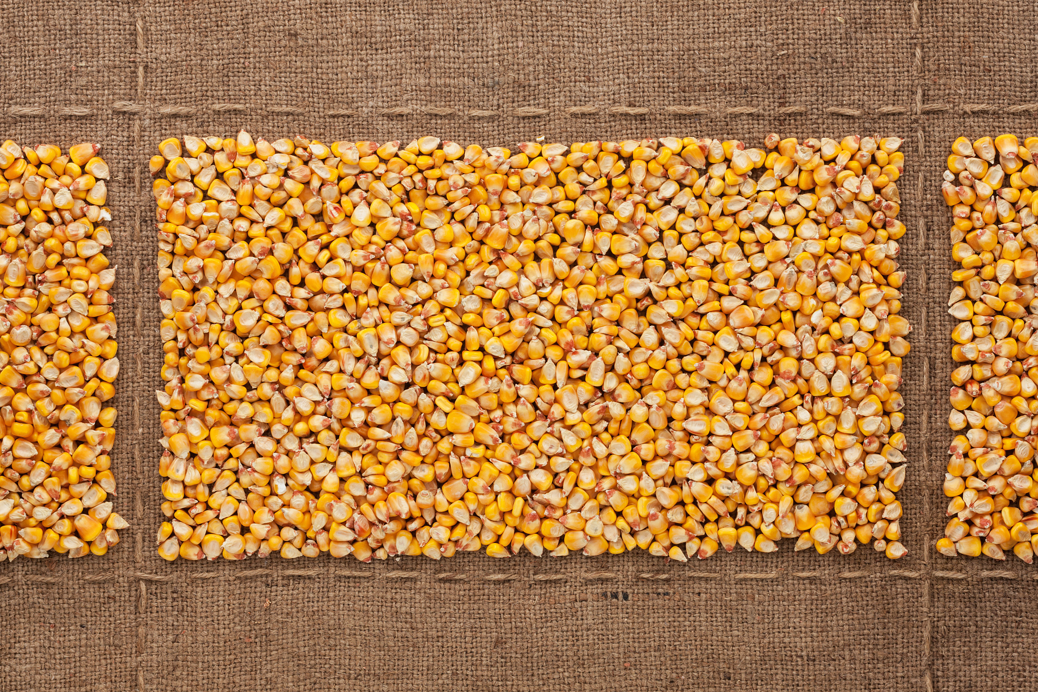 玉米种子烧种用胺类化肥？慎用！