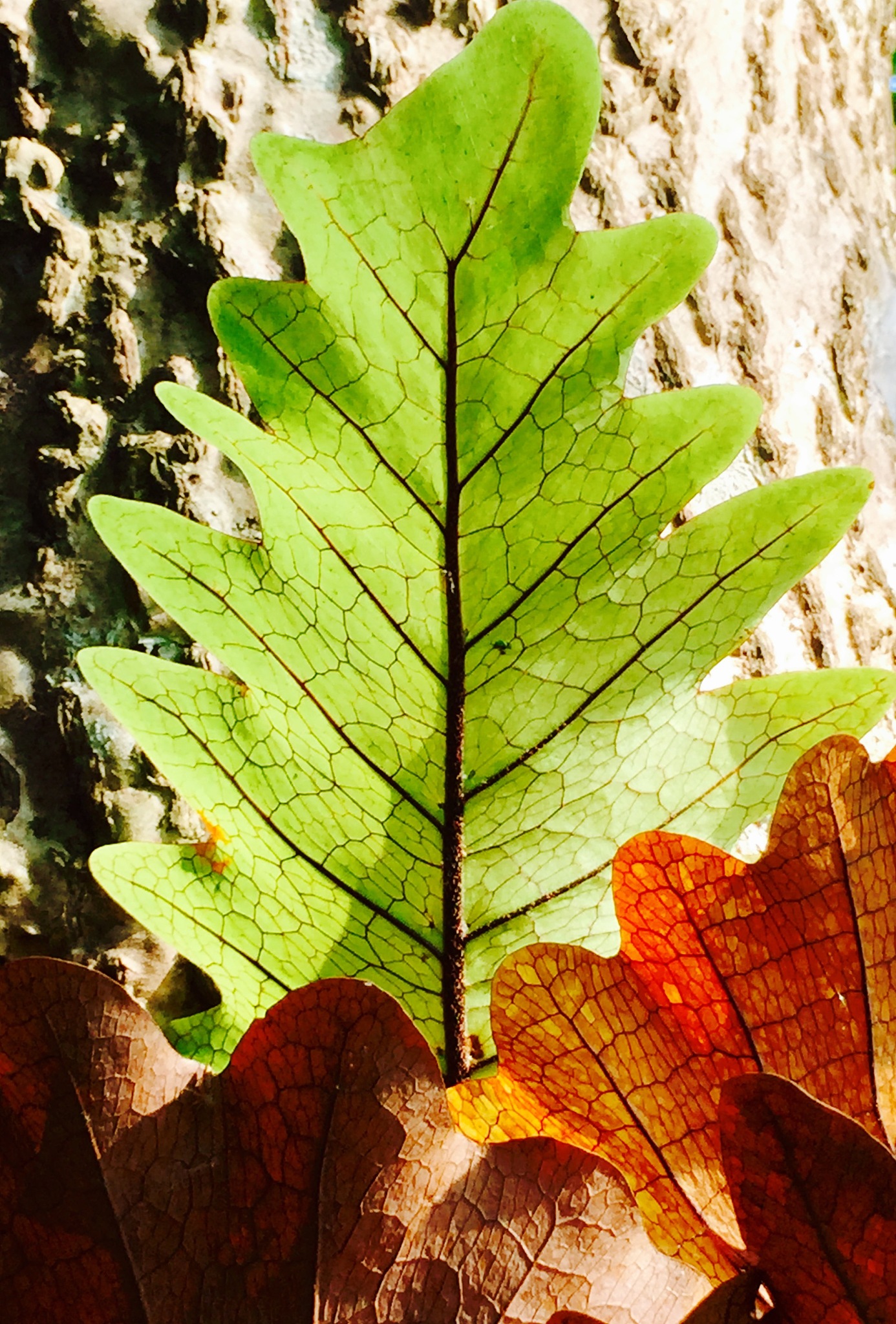 green leaf
