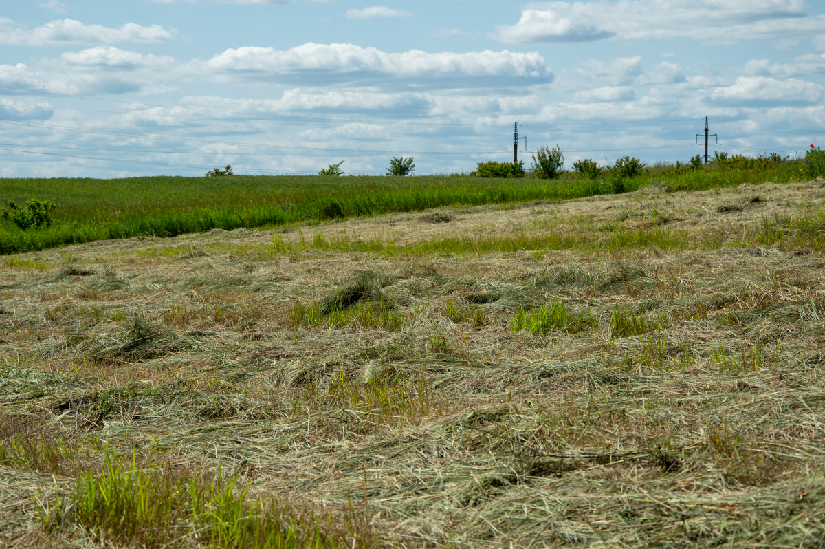 人工草地：解决草地退化问题的有效途径