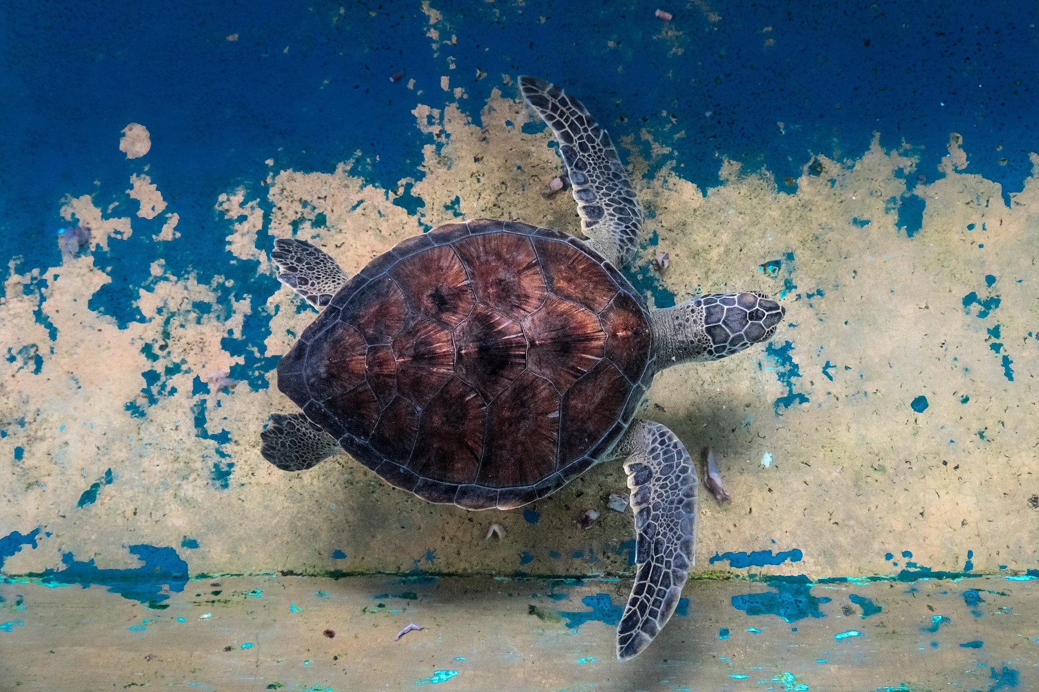 sea turtle