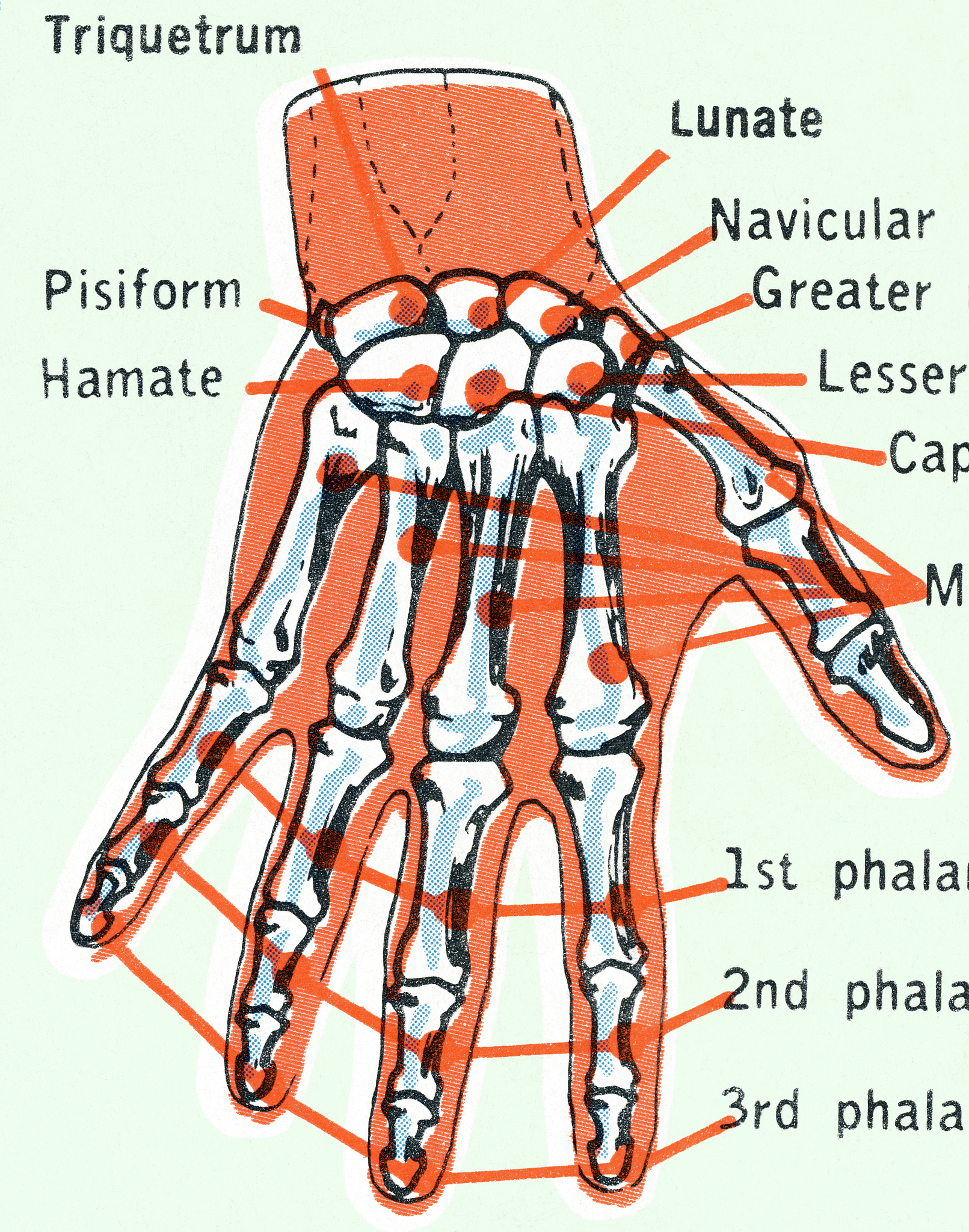 拇指桡骨：结构、功能及重要性