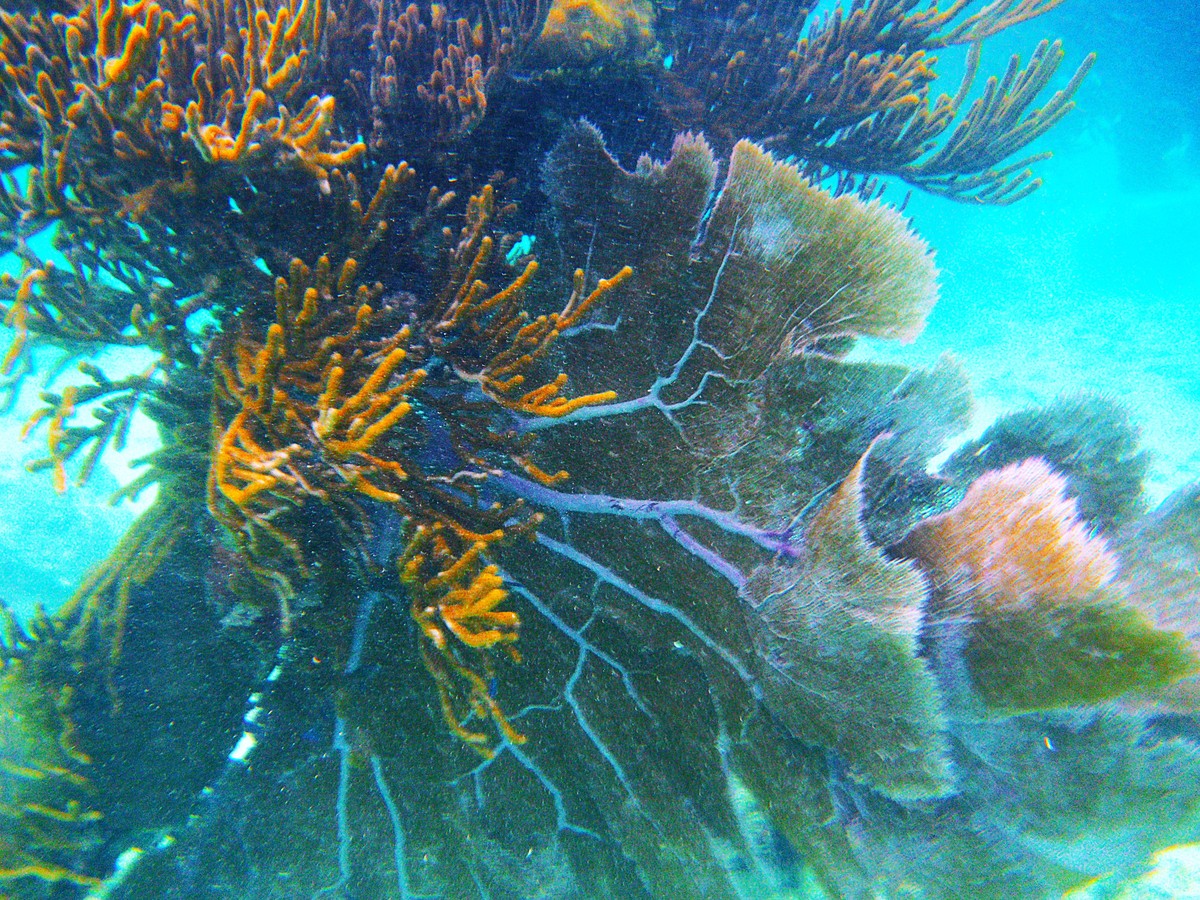 蓝眼泪属于赤潮吗