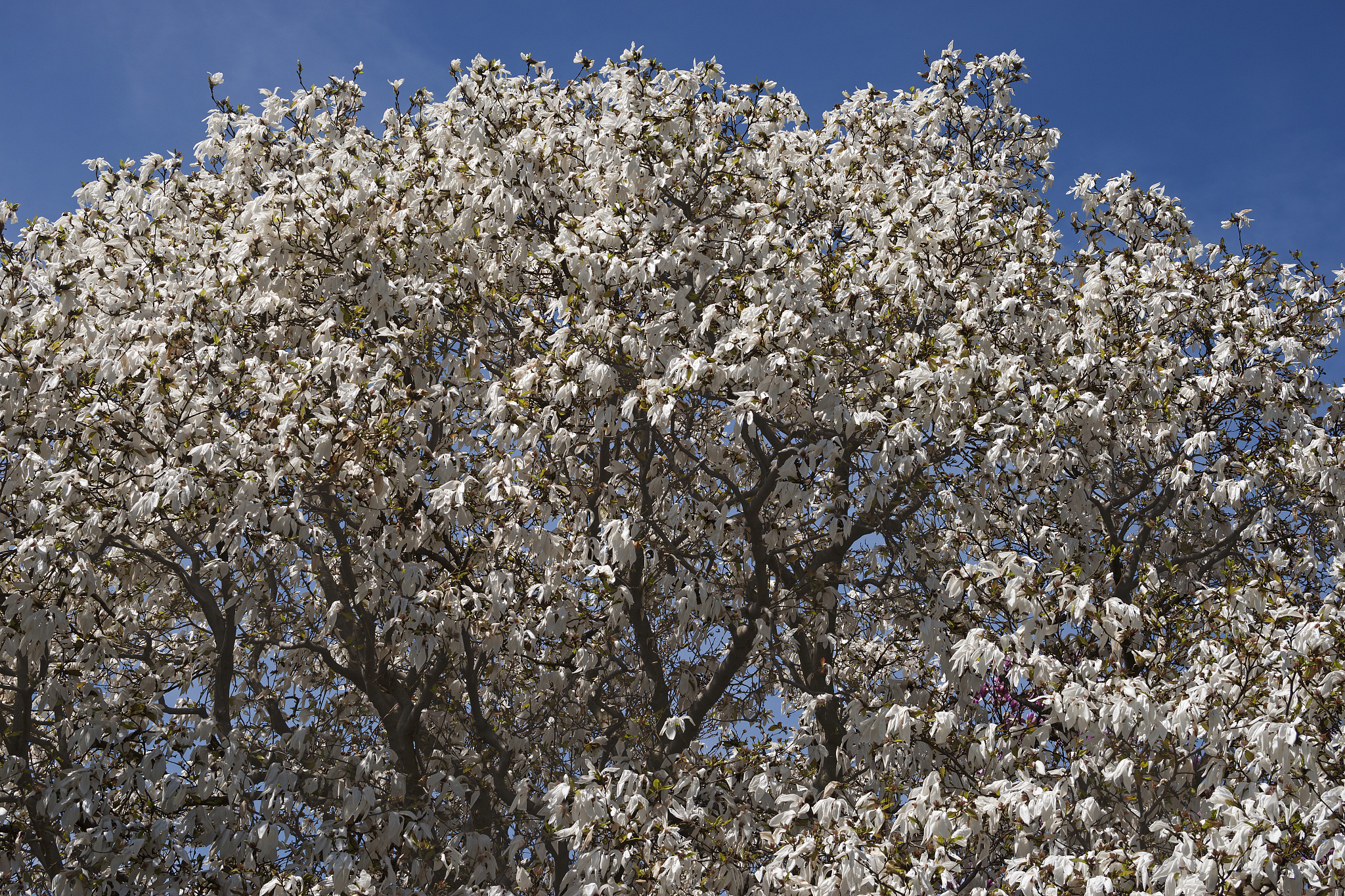 木兰科为什么被认为是原始植物？