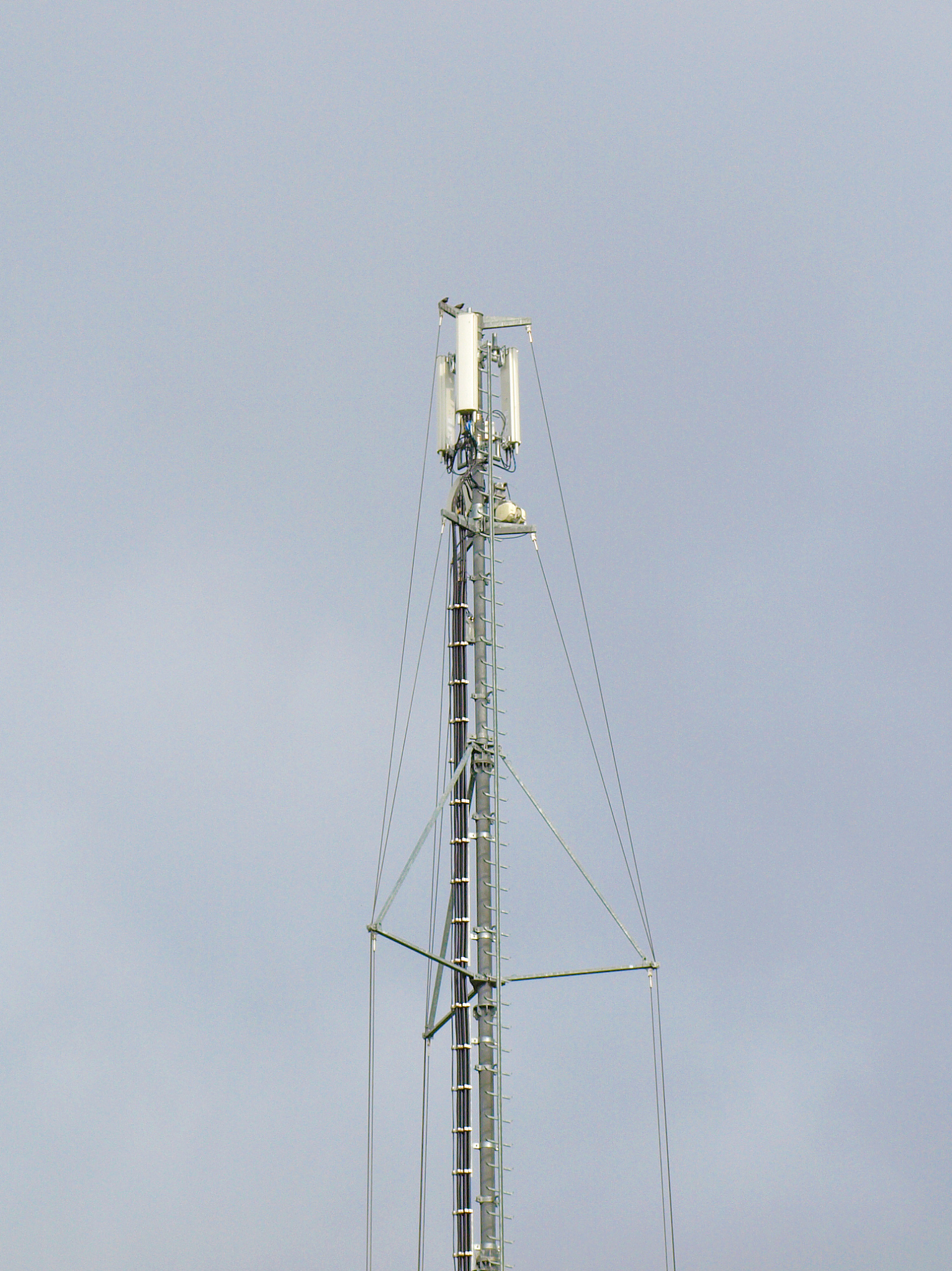 厦门现代移动通信技术专业学什么就业方向有哪些