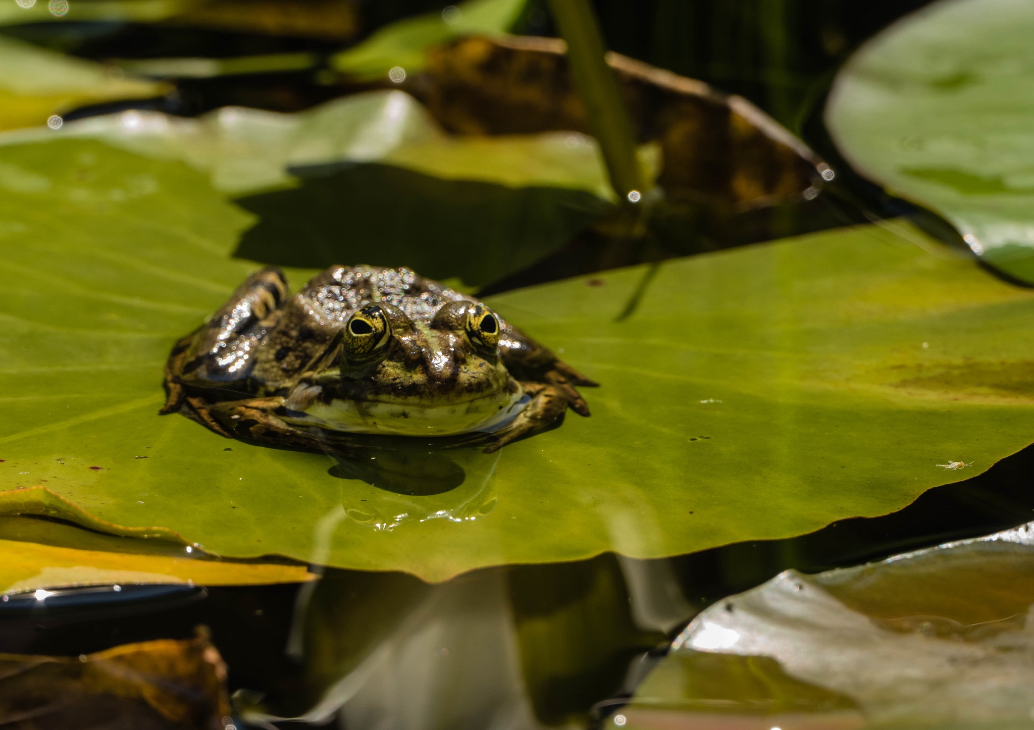 青蛙反射：机制、类型和生存意义