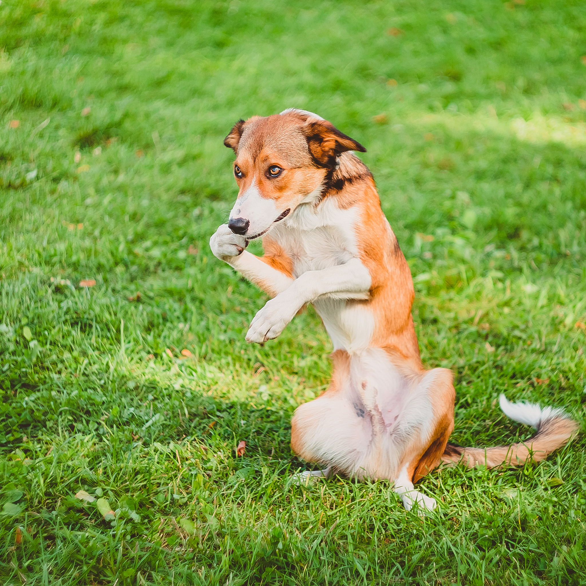 以了解不同宠物种类的运动需求和适宜的运动方式为题写一篇1200文章