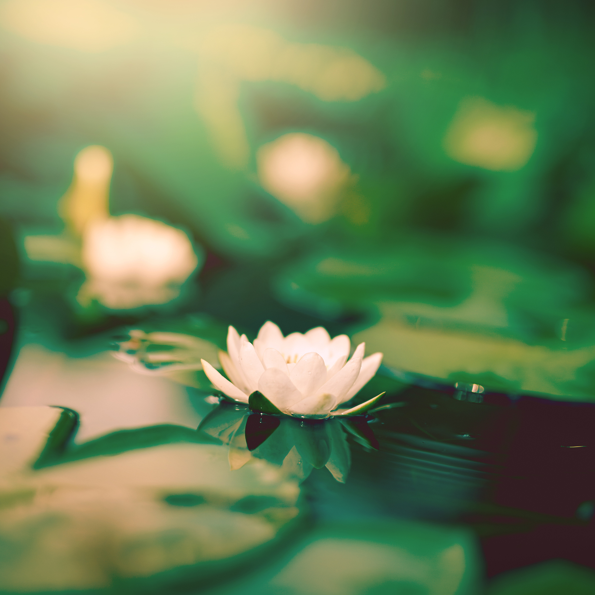 抖音禅悟人生：100字感悟人生真谛