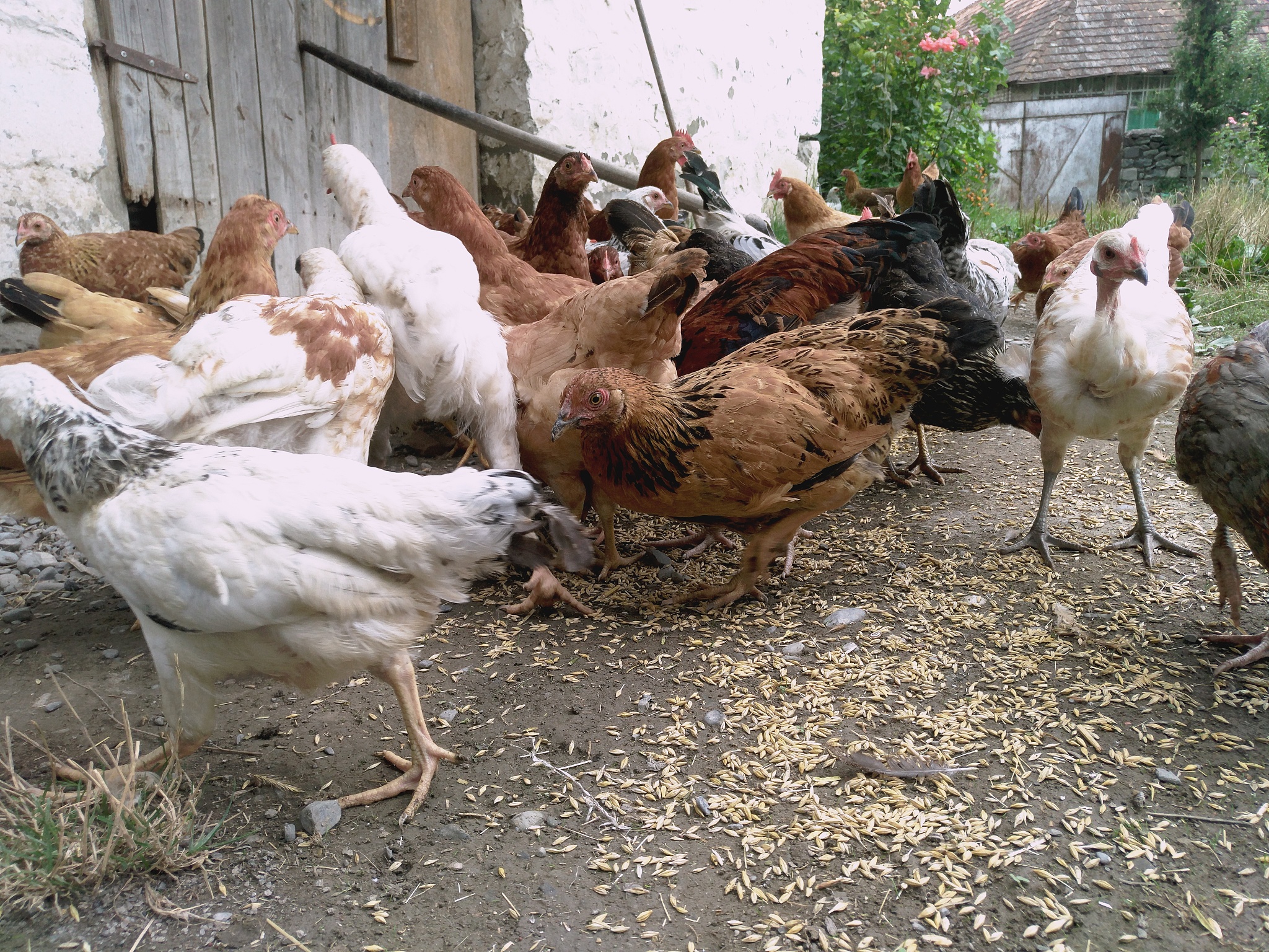 弥勒大鹏养鸡场：专业家禽饲养，提供优质安全产品