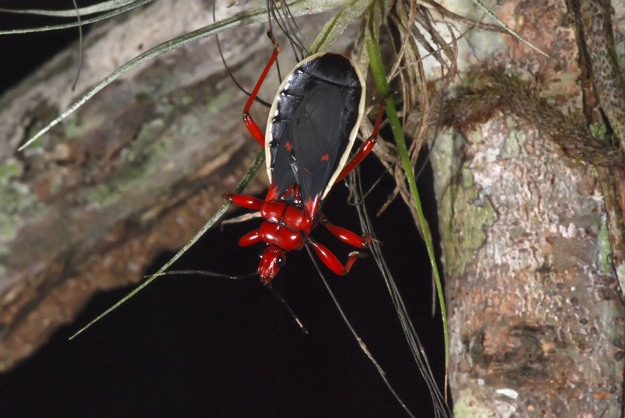 保护濒危动物设计研究的目的