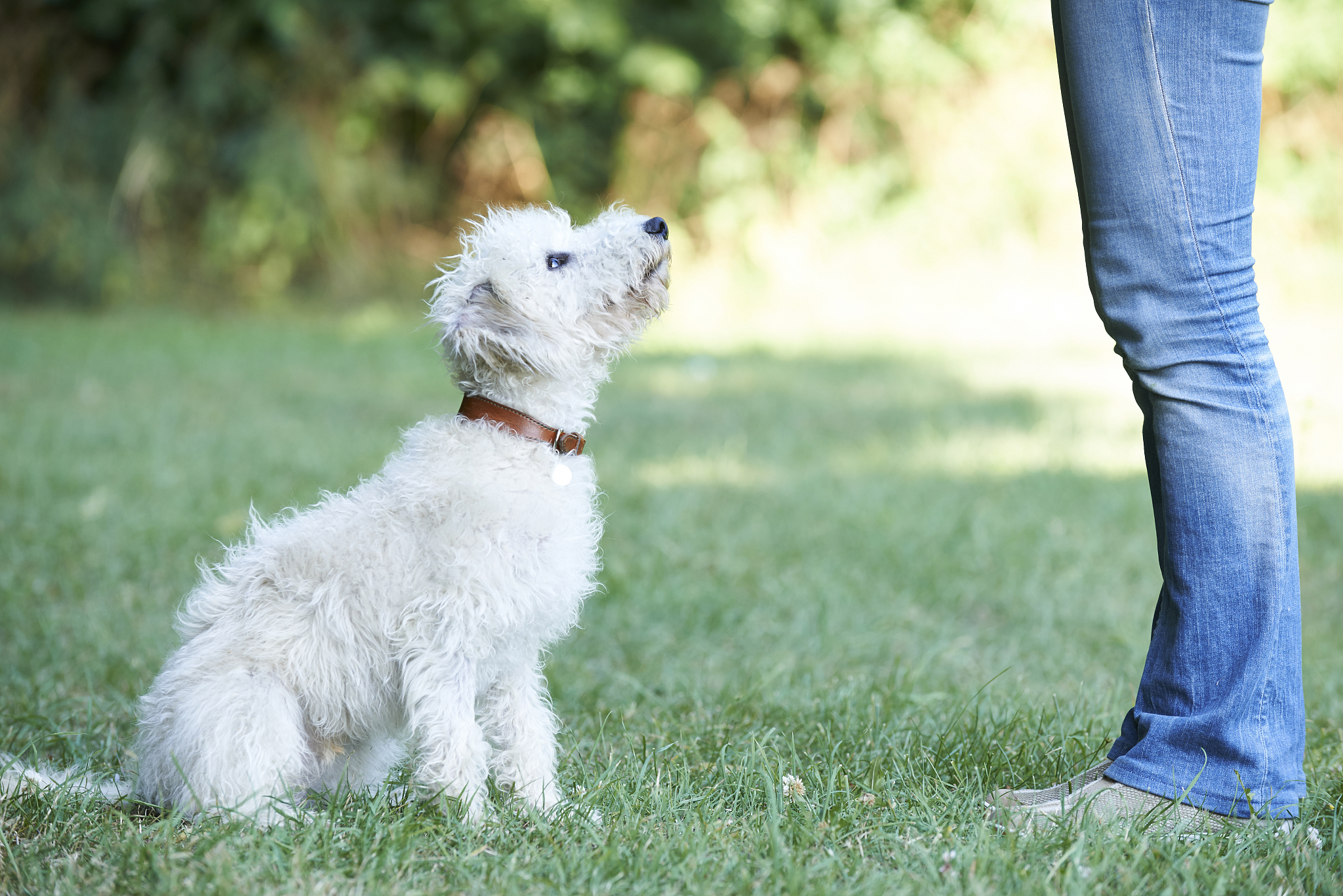 dog owner teaching pet lurcher to sit