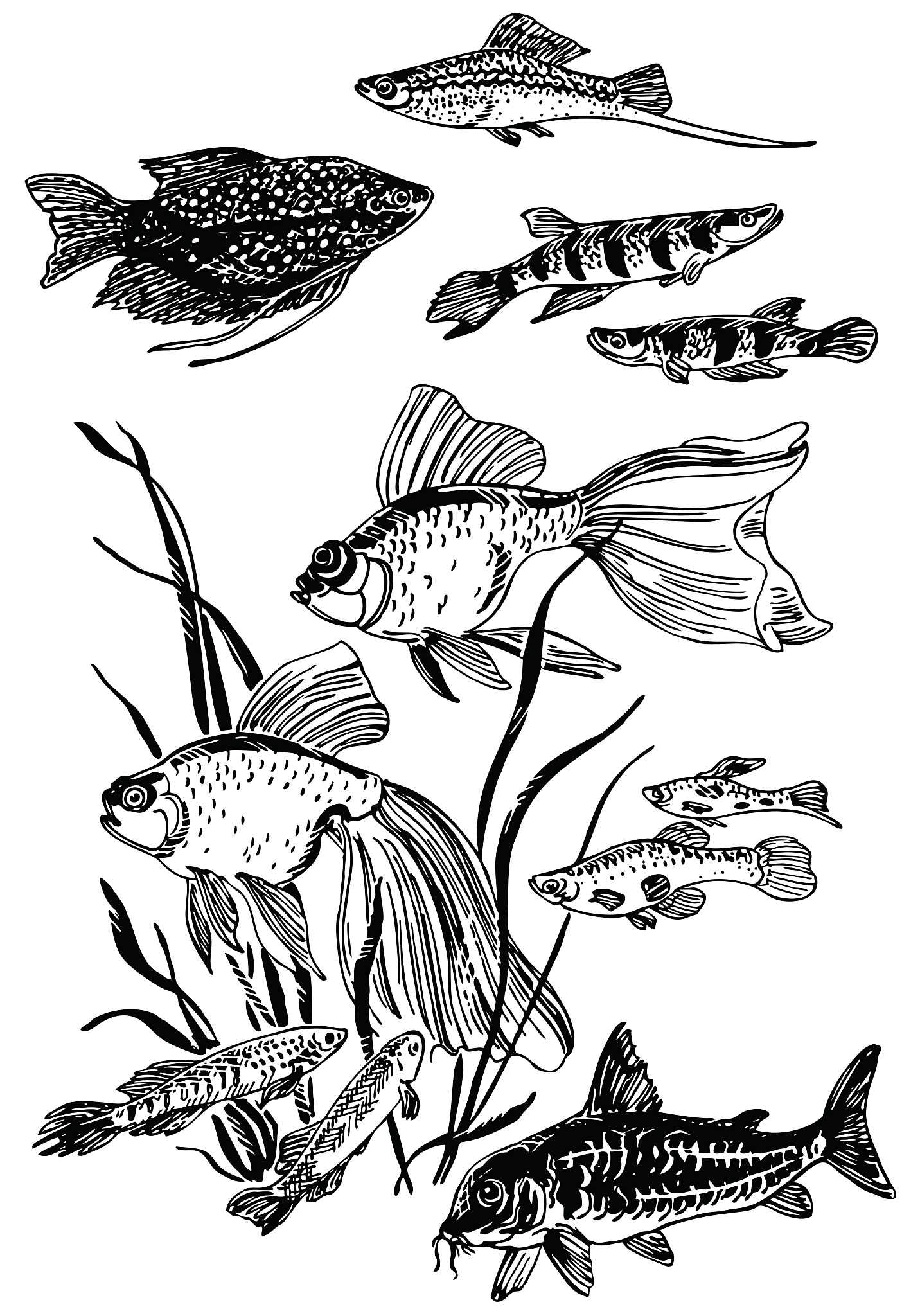 食物对鱼类种群数量的调节作用：以鱼类为例