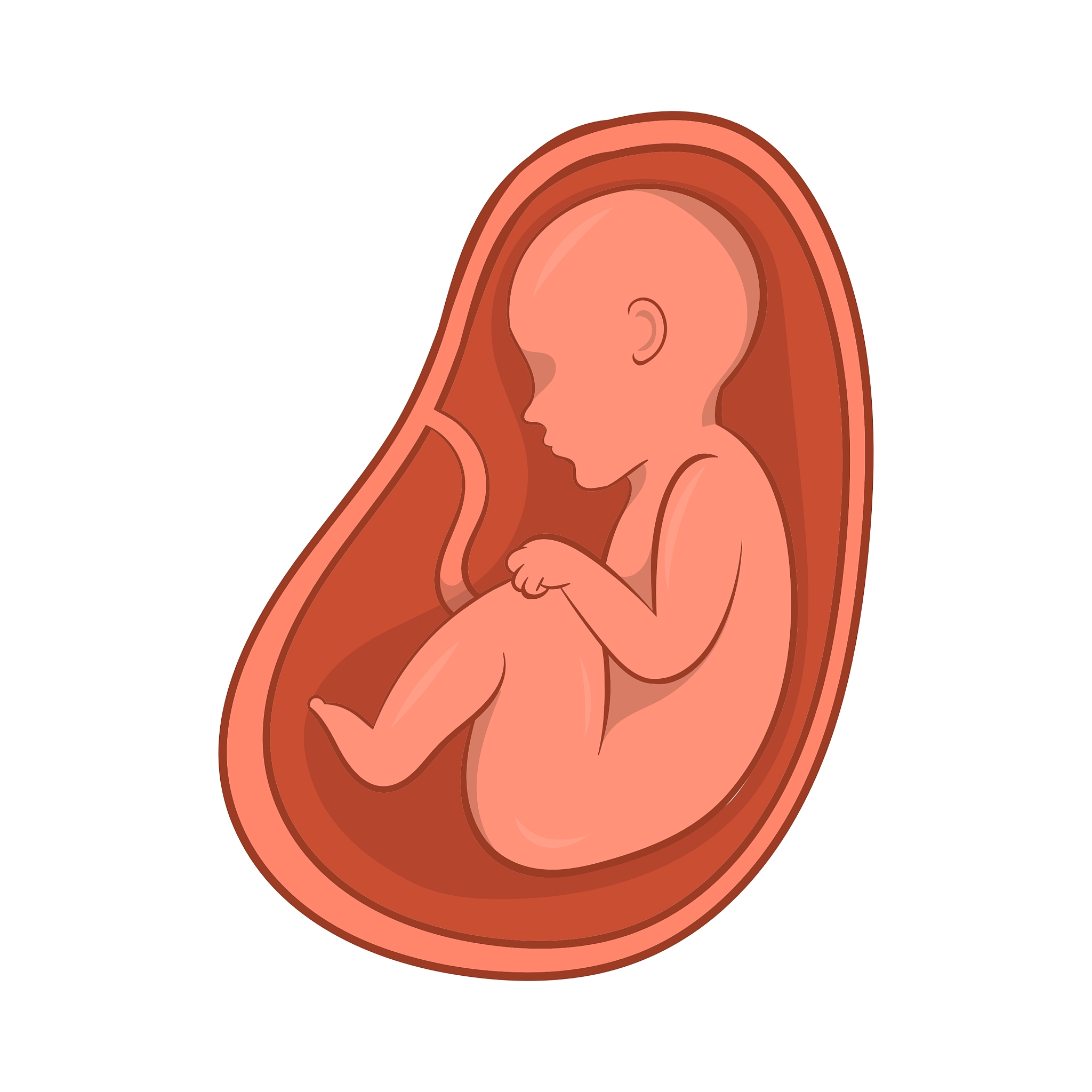 embryo in stomach icon cartoon style