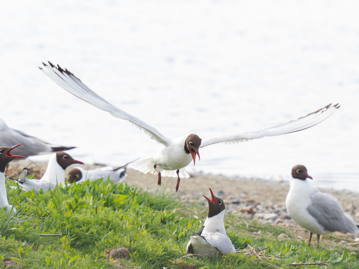 保定职业技术学院畜牧兽医专业怎么样都要学些什么