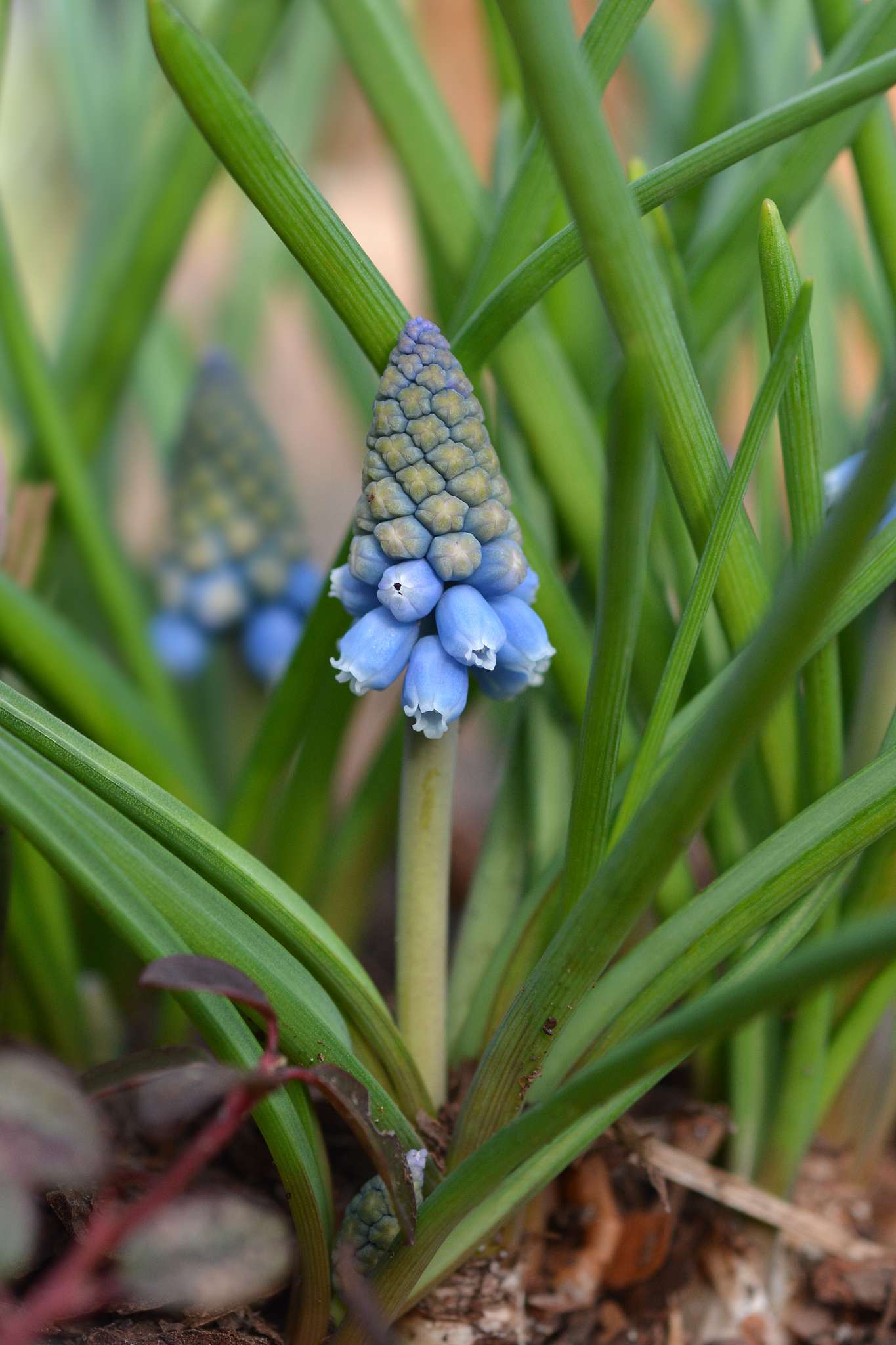 armenian grape hyacinth atlantic