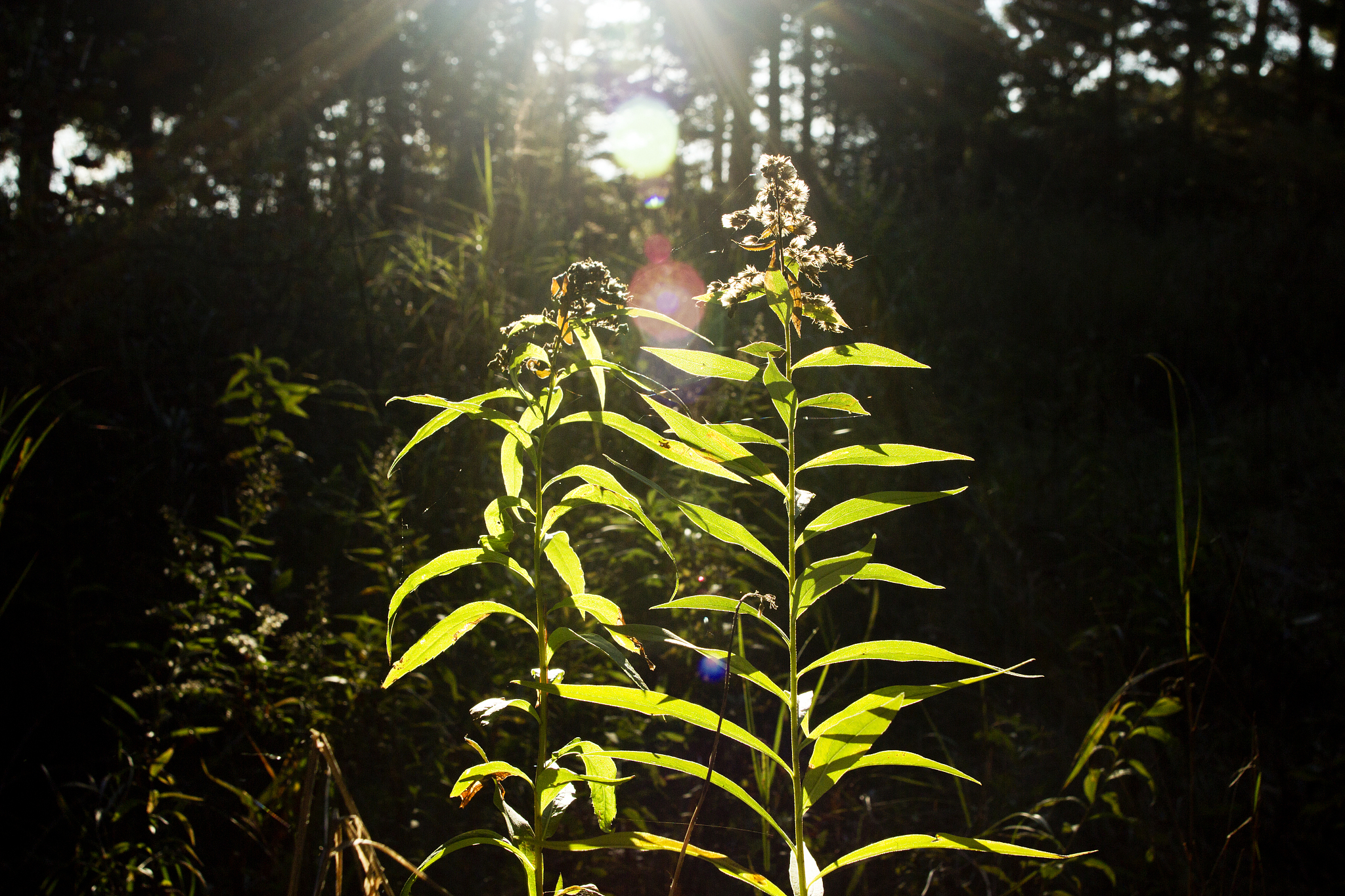 化学文献翻译：Since Honda and Fujishima firstly discovered the PtTiO2 electrode could be used to complete the water splitting reaction to generate H2 utilizing artificial photosynthesis producing solar hydro