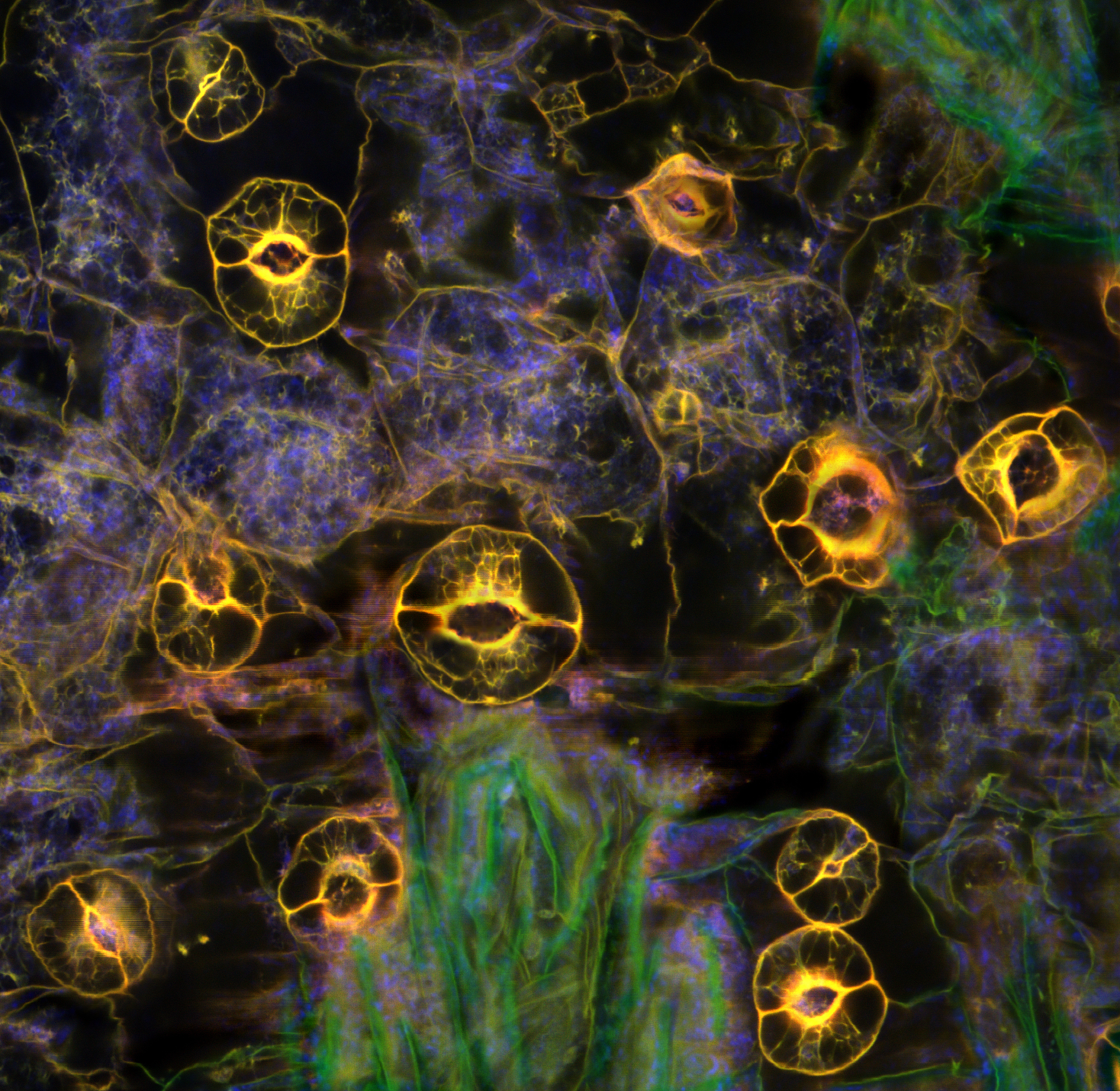 当光被观察时它表现出粒子性当不被观察时它表现出波动性如果这个原理延伸至人的生命的话可以怎样理解？