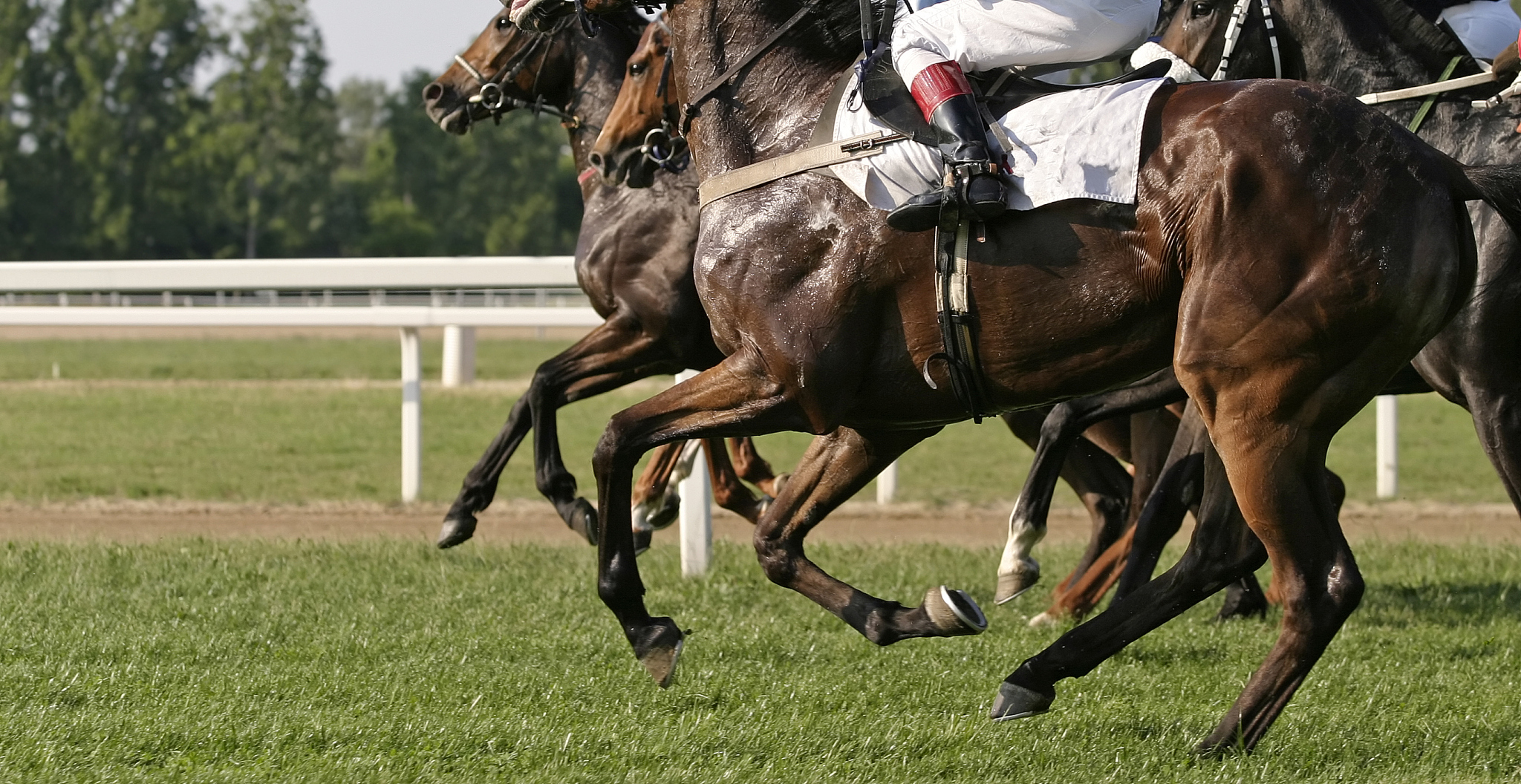 racehorses