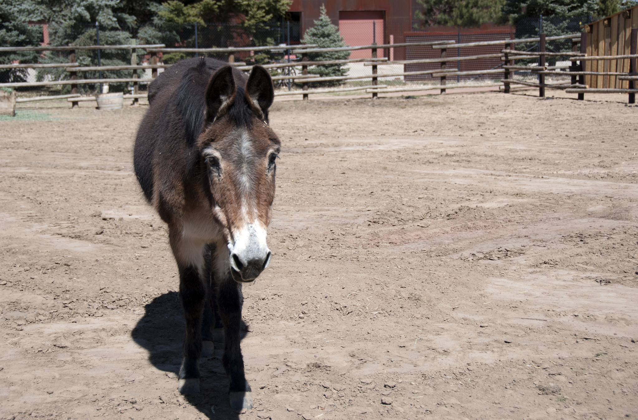 donkey