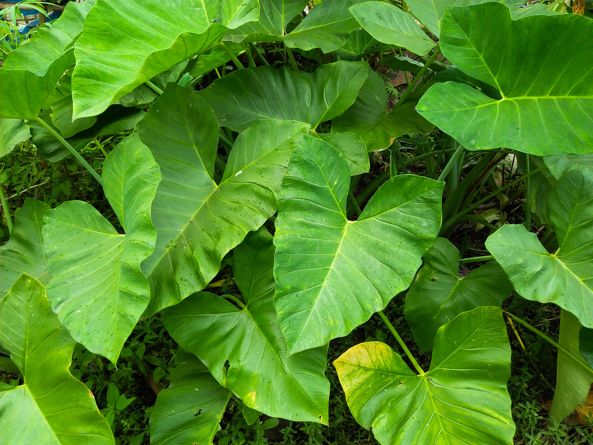 plant
