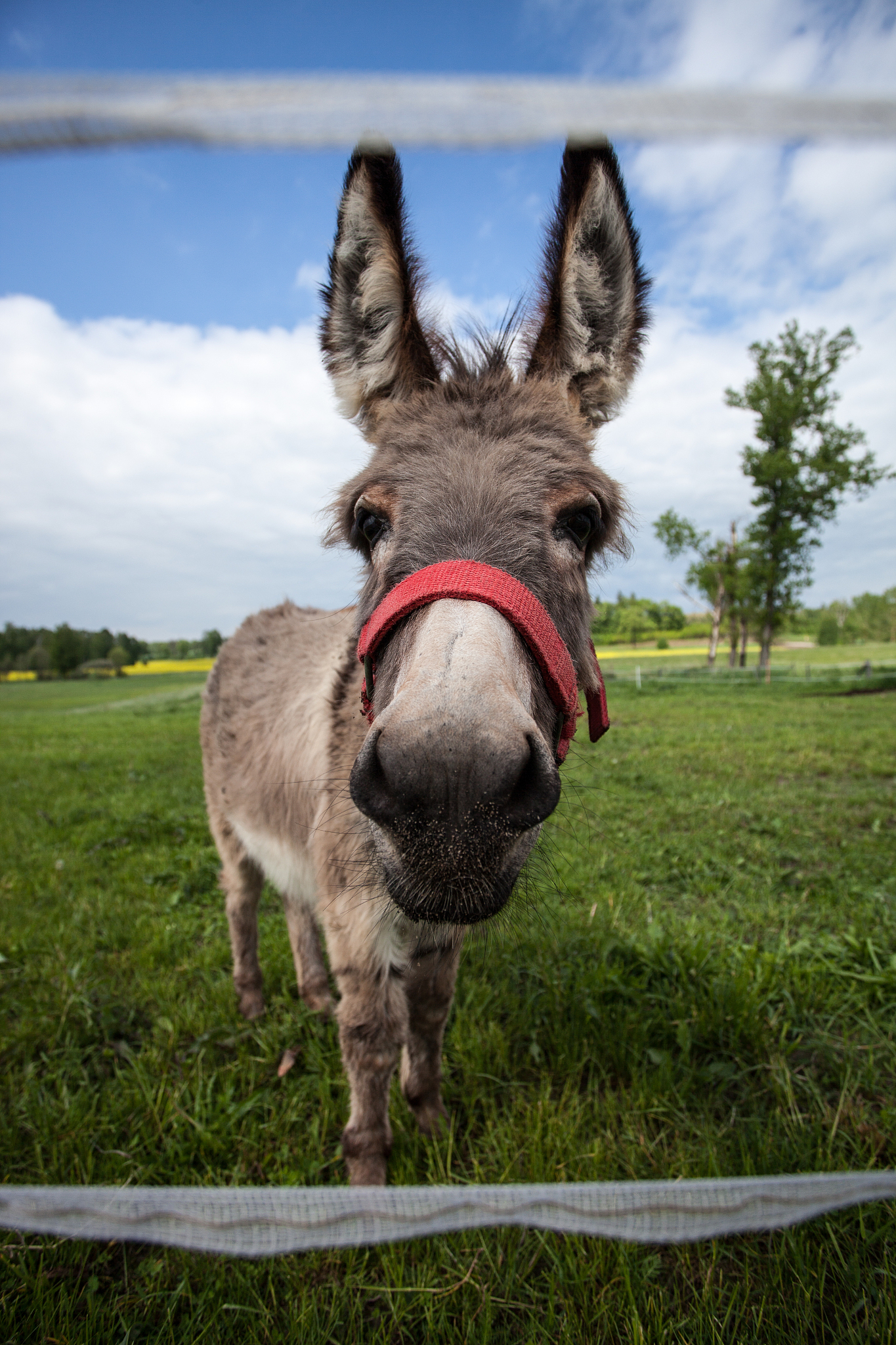 donkey