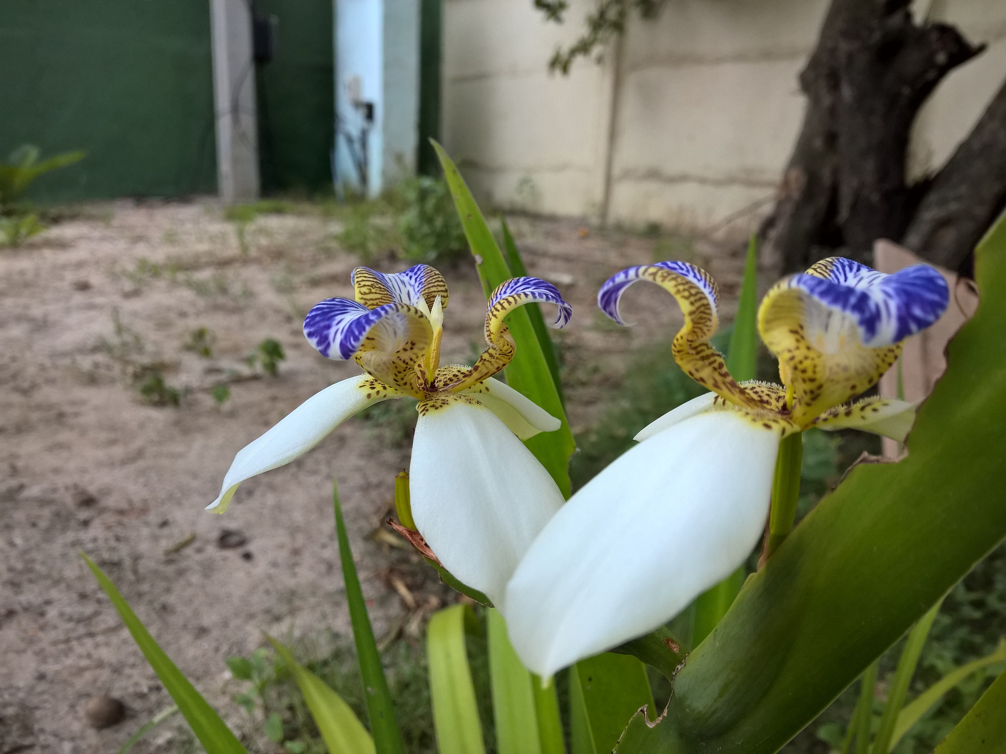 brazilian neomarica candida flower in the garden