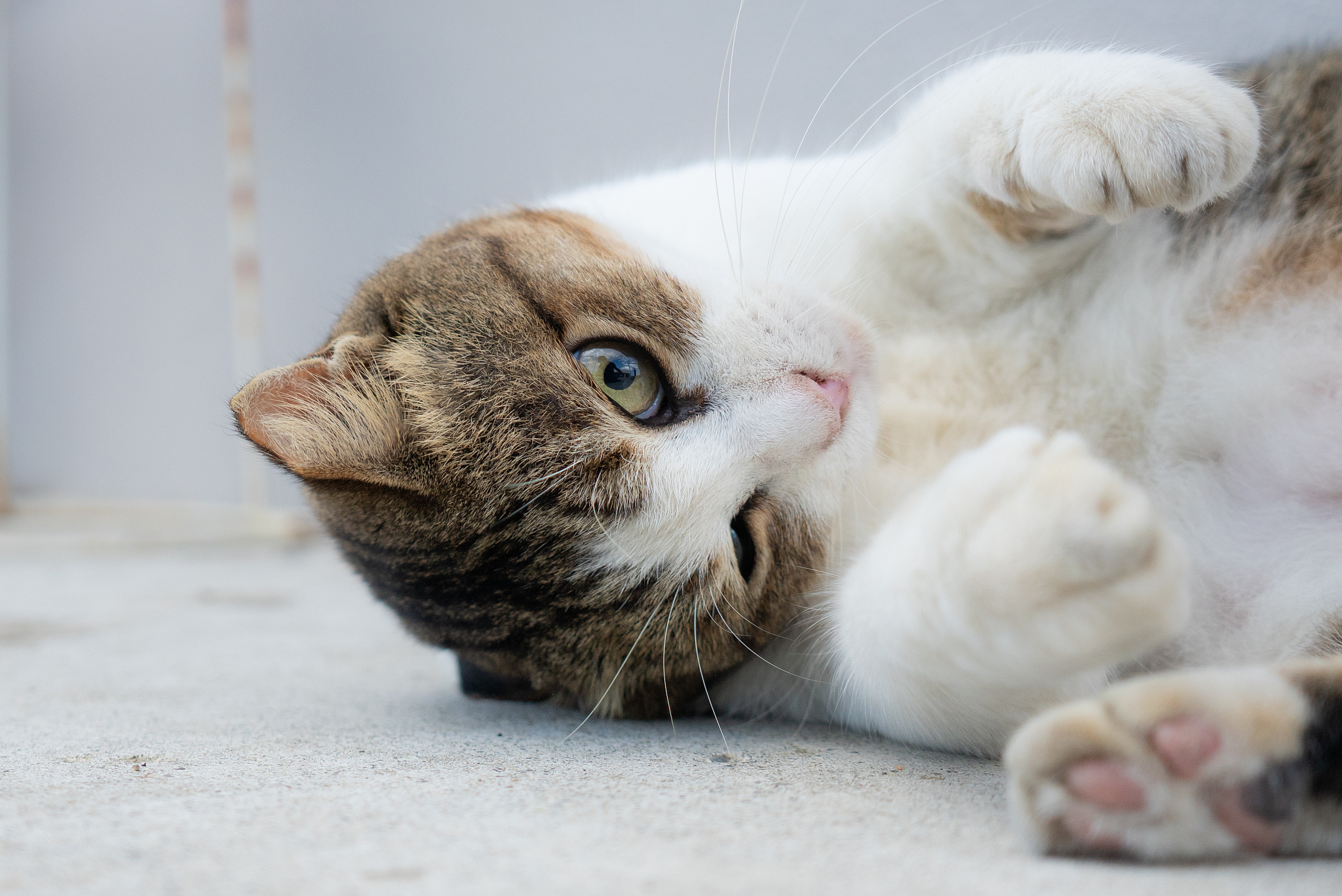 okinawan stray cat