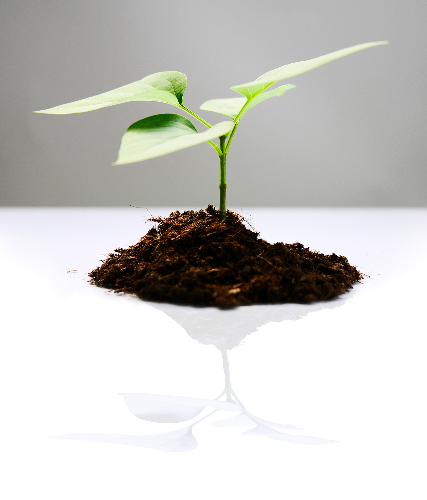 植树节浇水问题：寻找最多浇水次数的树苗