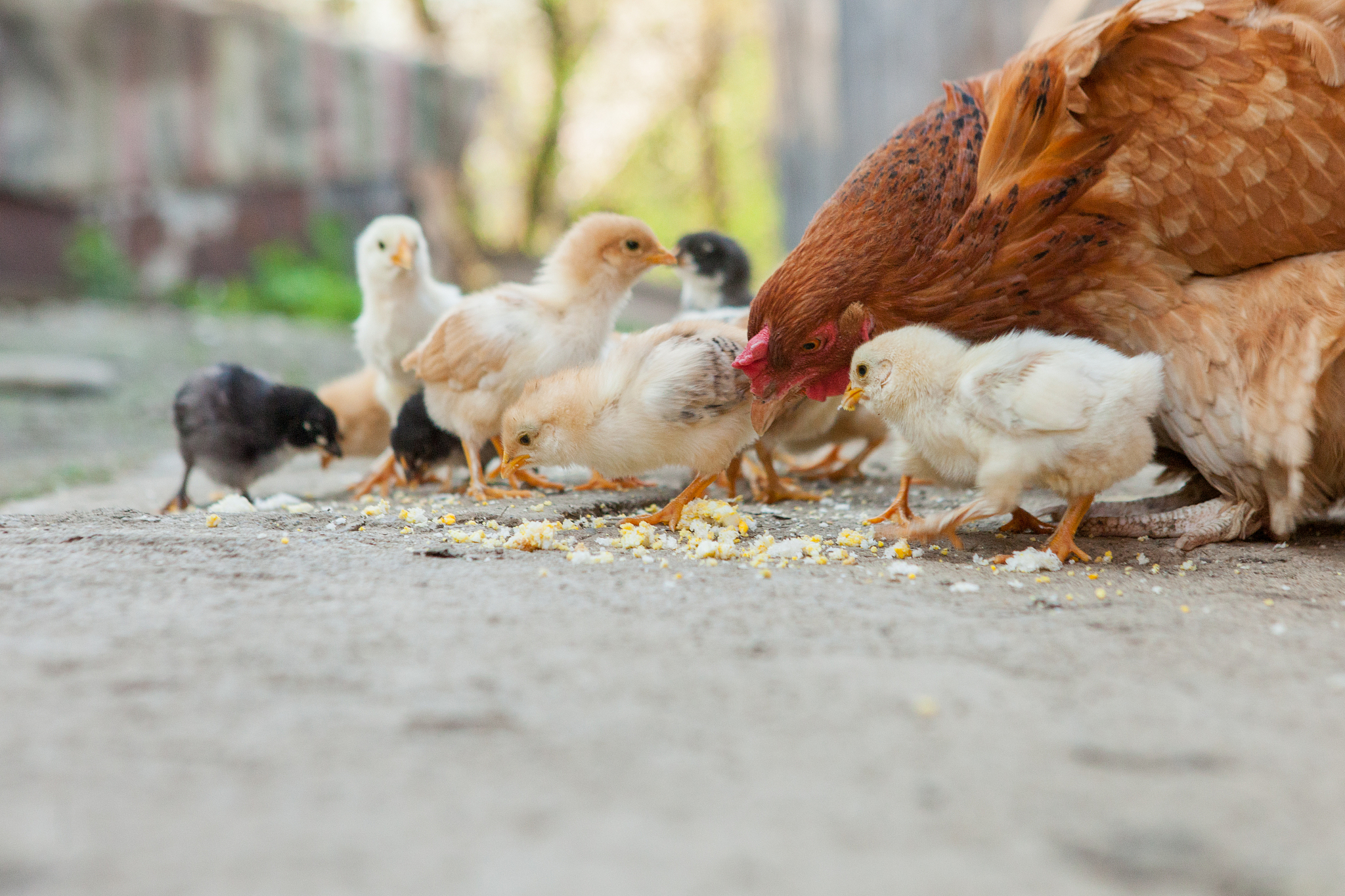 鸡你太美是什么梗？起源、含义和流行文化解析