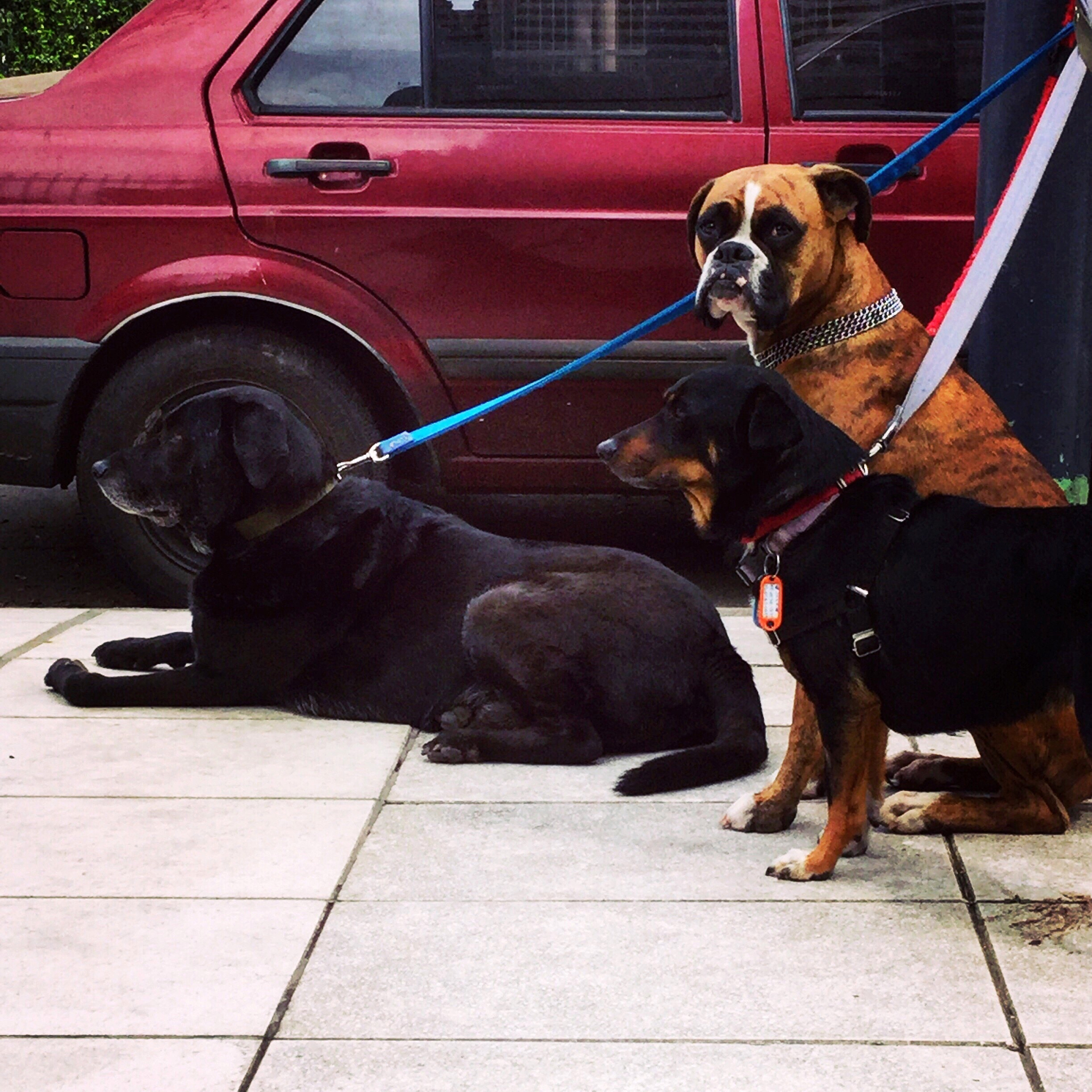 警察抓猫的笑话：拴绳子才是关键