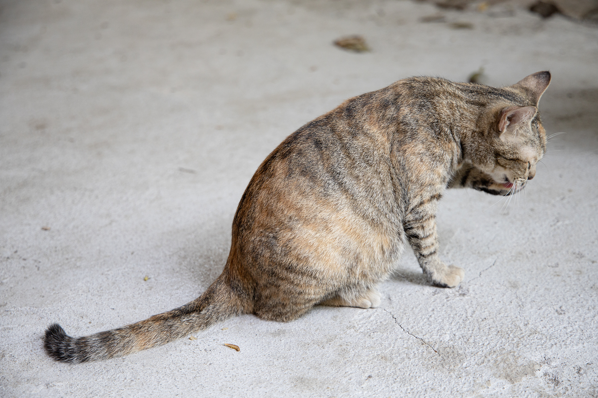 宠物繁殖：年龄和品种对成功率的影响