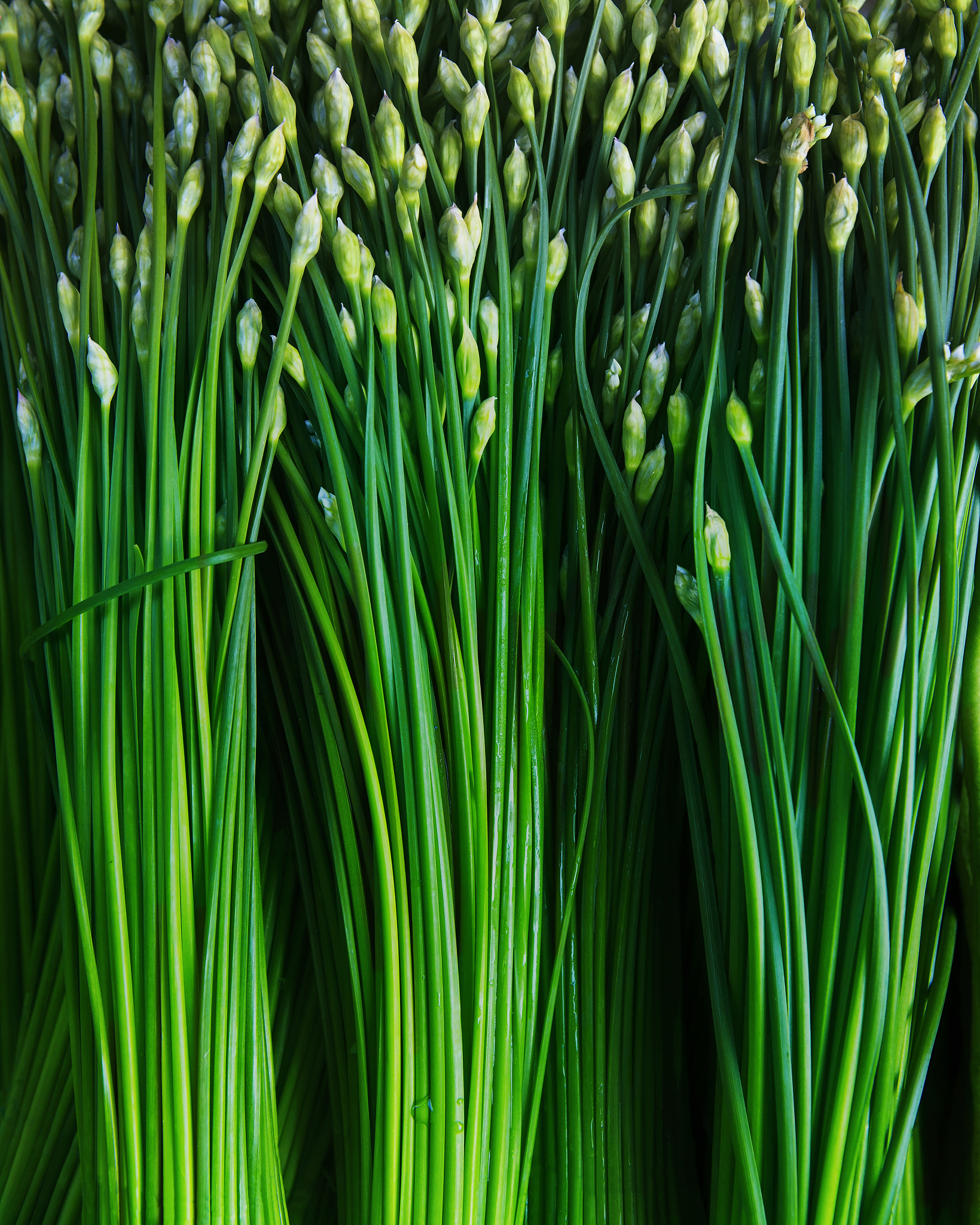 green chinese garlic chivesm,kow choi
