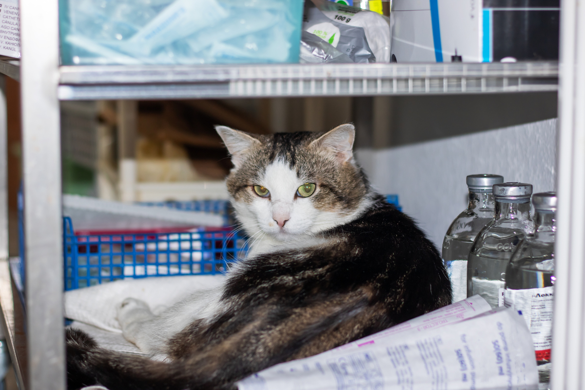 我和我的猫咪们——一个猫奴的日常