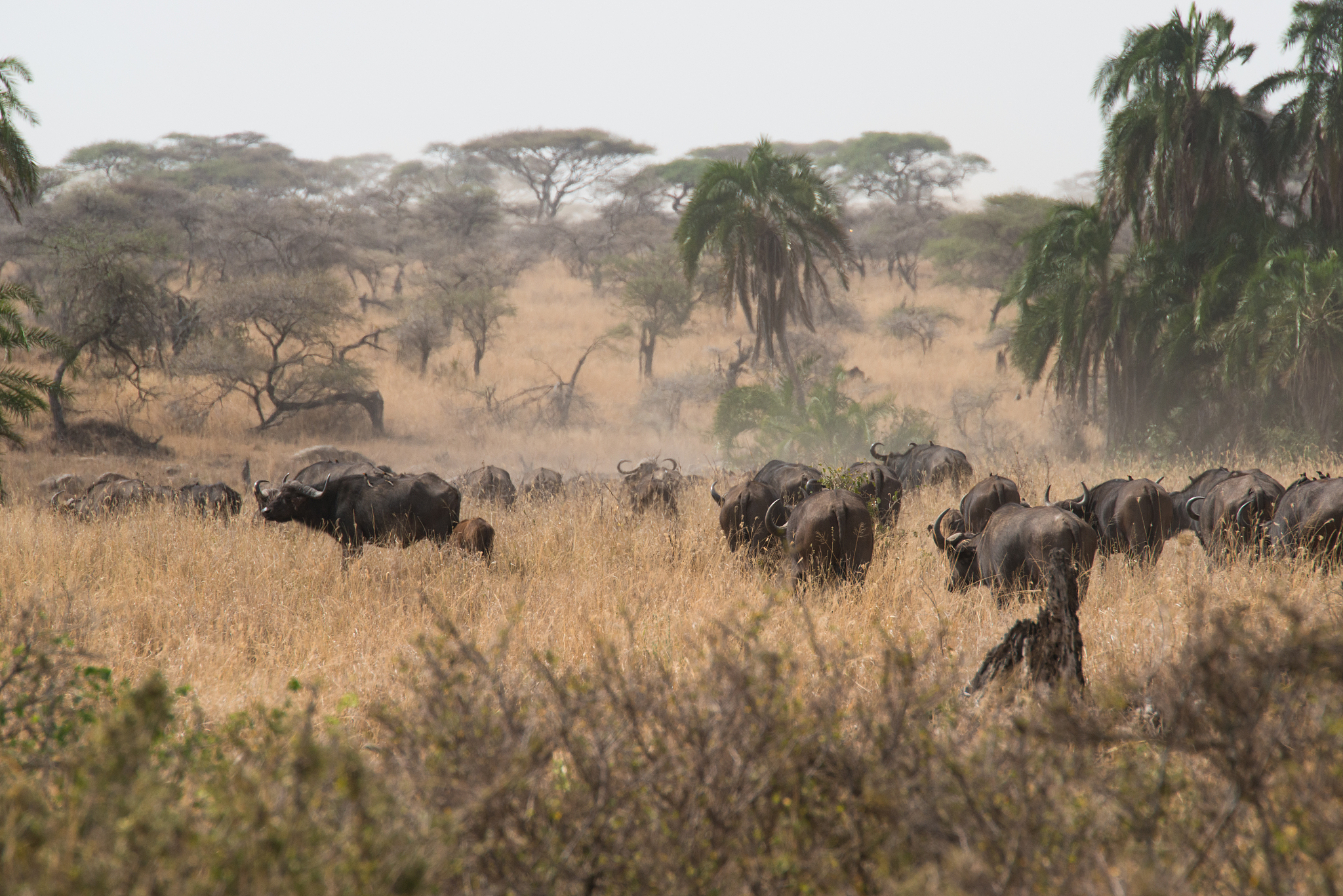 a herd of cape buffalo, serengeti national park