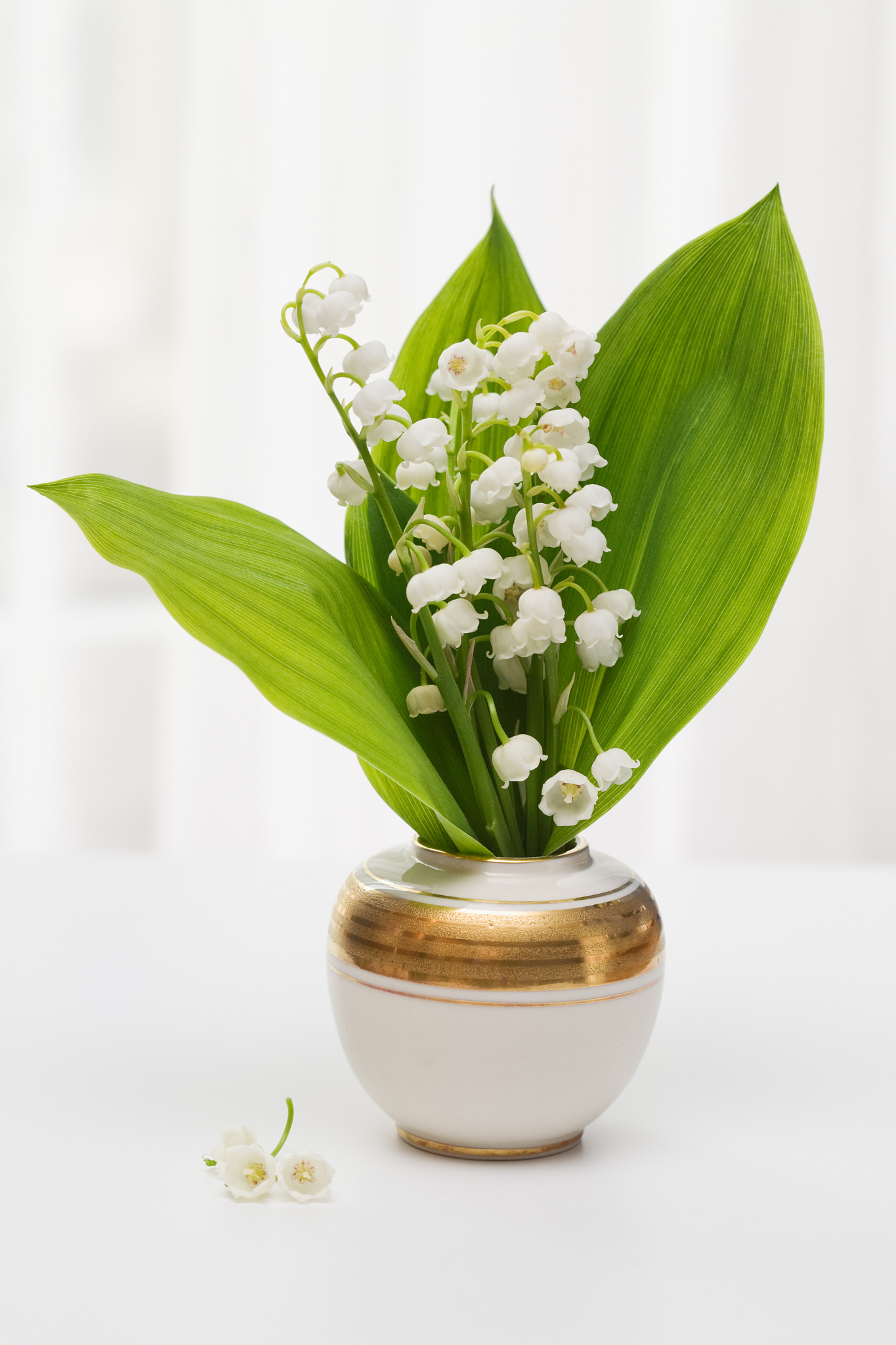 铃兰花盆栽养殖指南：1500字详细步骤和注意事项