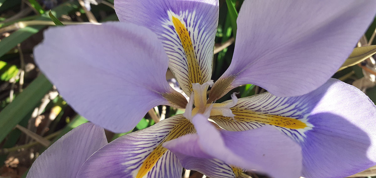 两种方法实现PaddlePaddle鸢尾花分类任务（多分类与二分类）