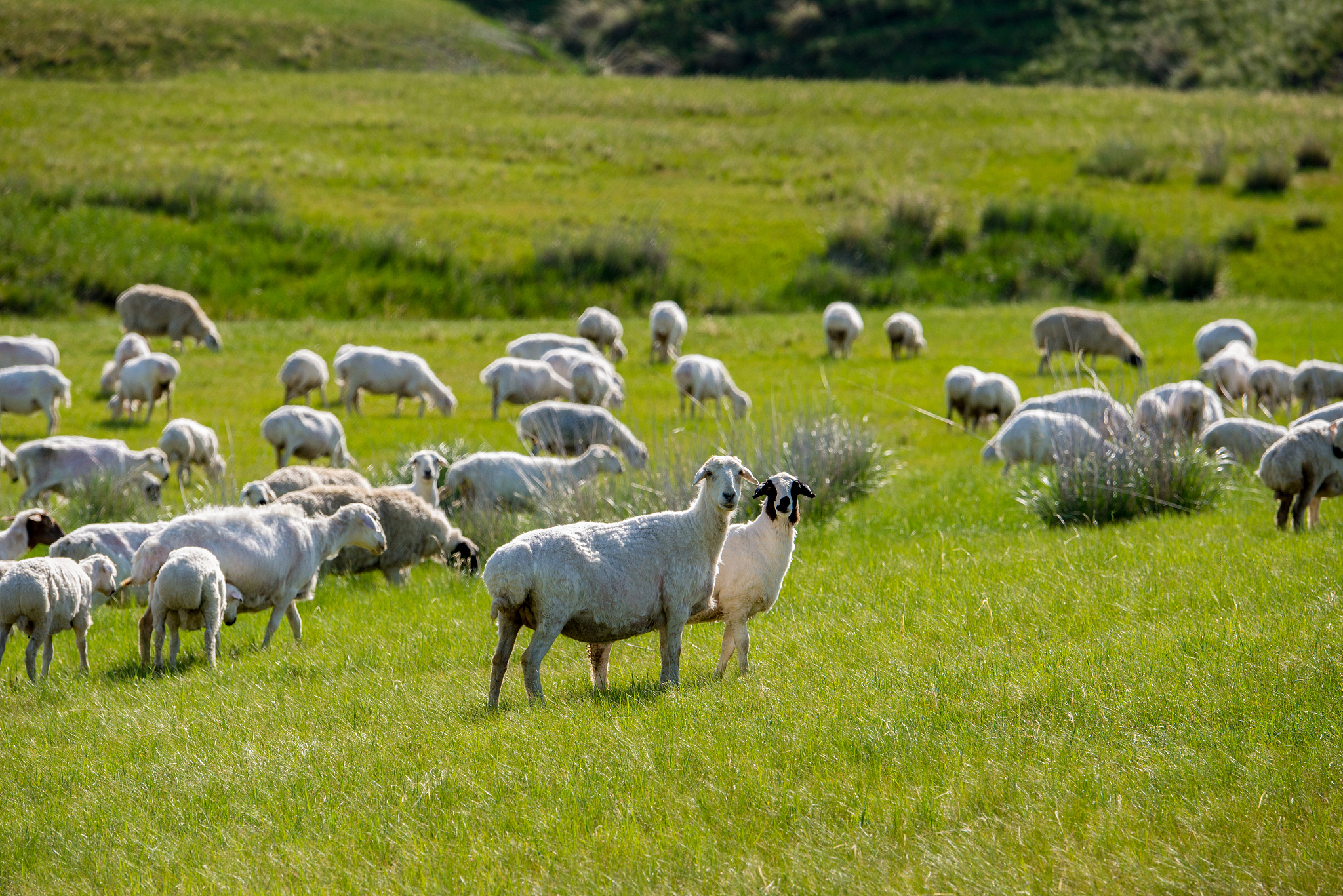 黑龙江省禁牧的15个县市分别是哪几个禁牧的草原或者是放牧场由谁来管理？怎样管理？详细解答并扩展补充