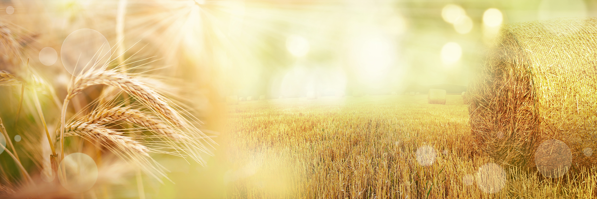 作物产量对天气响应的空间面板模型研究以嘉兴市为例的论文中研究问题和假设