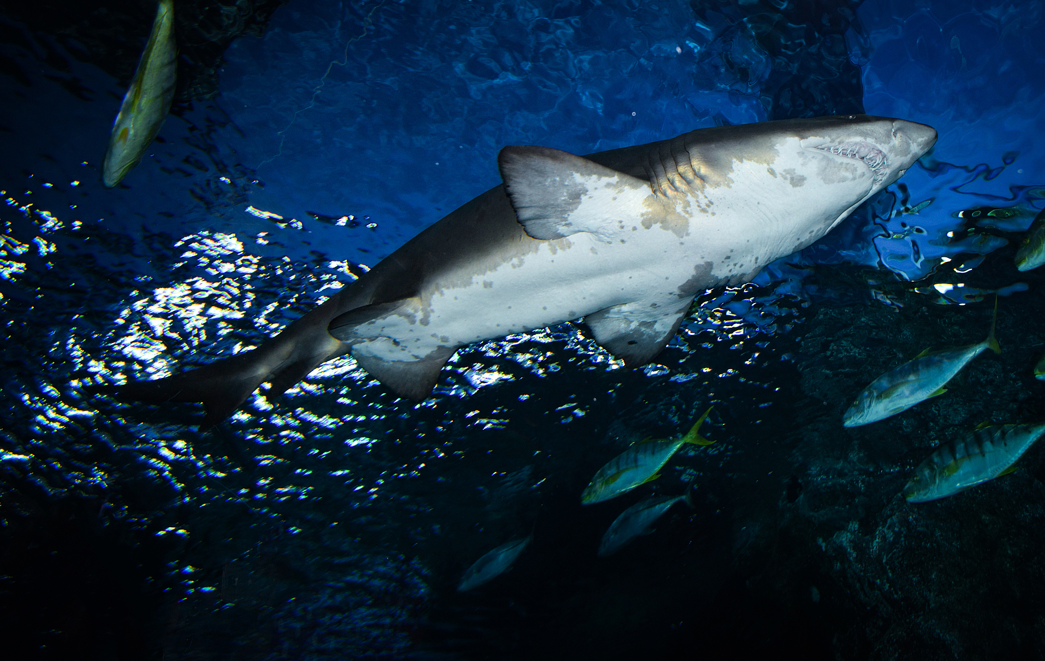 large ragged tooth shark or sand tiger shark
