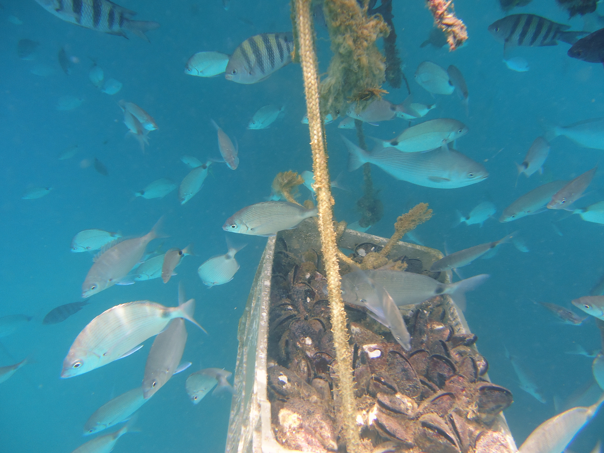 ostras y mejillones