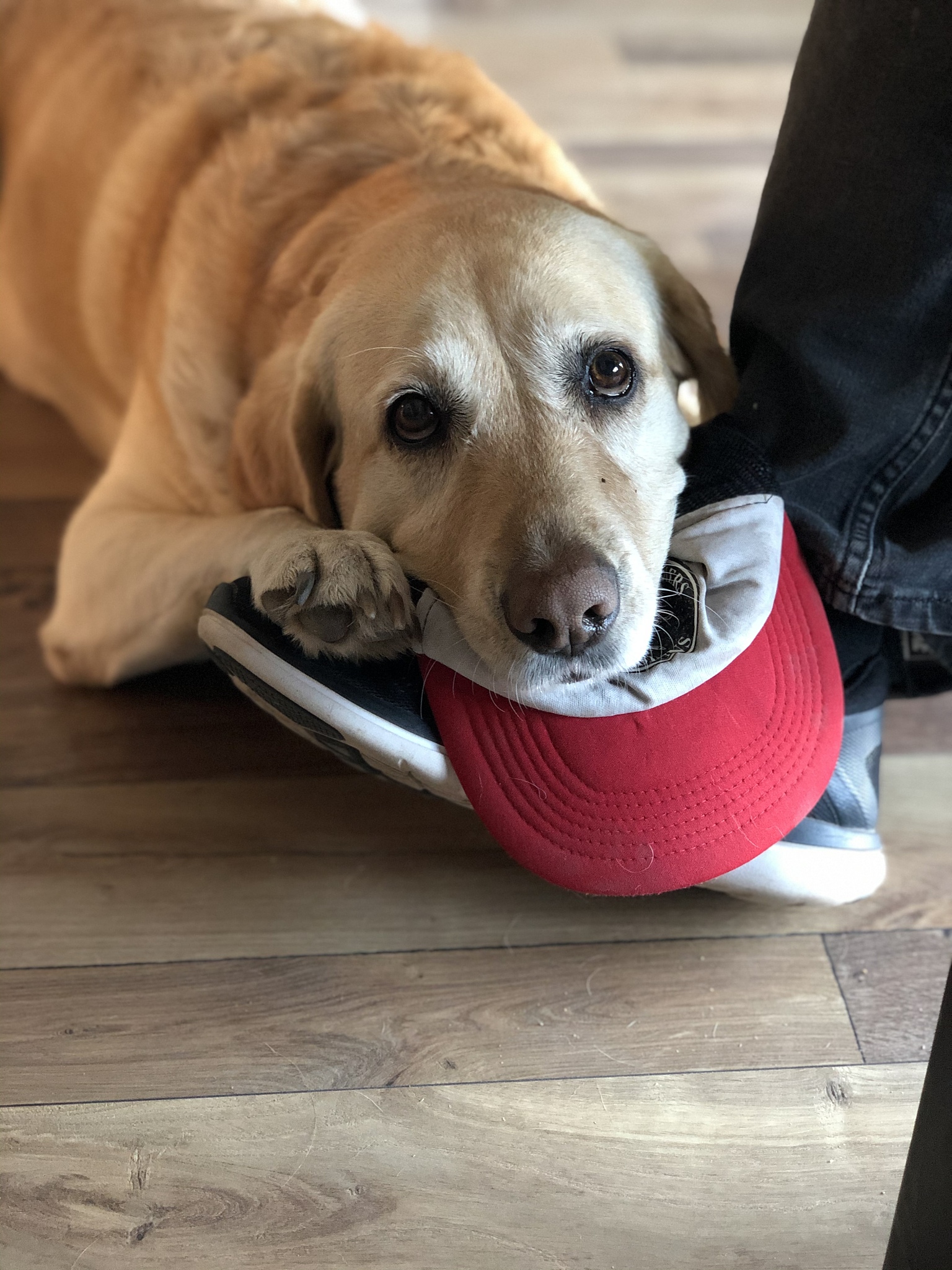 以一名狗狗主人的口吻写出10条关于狗狗的文章标题