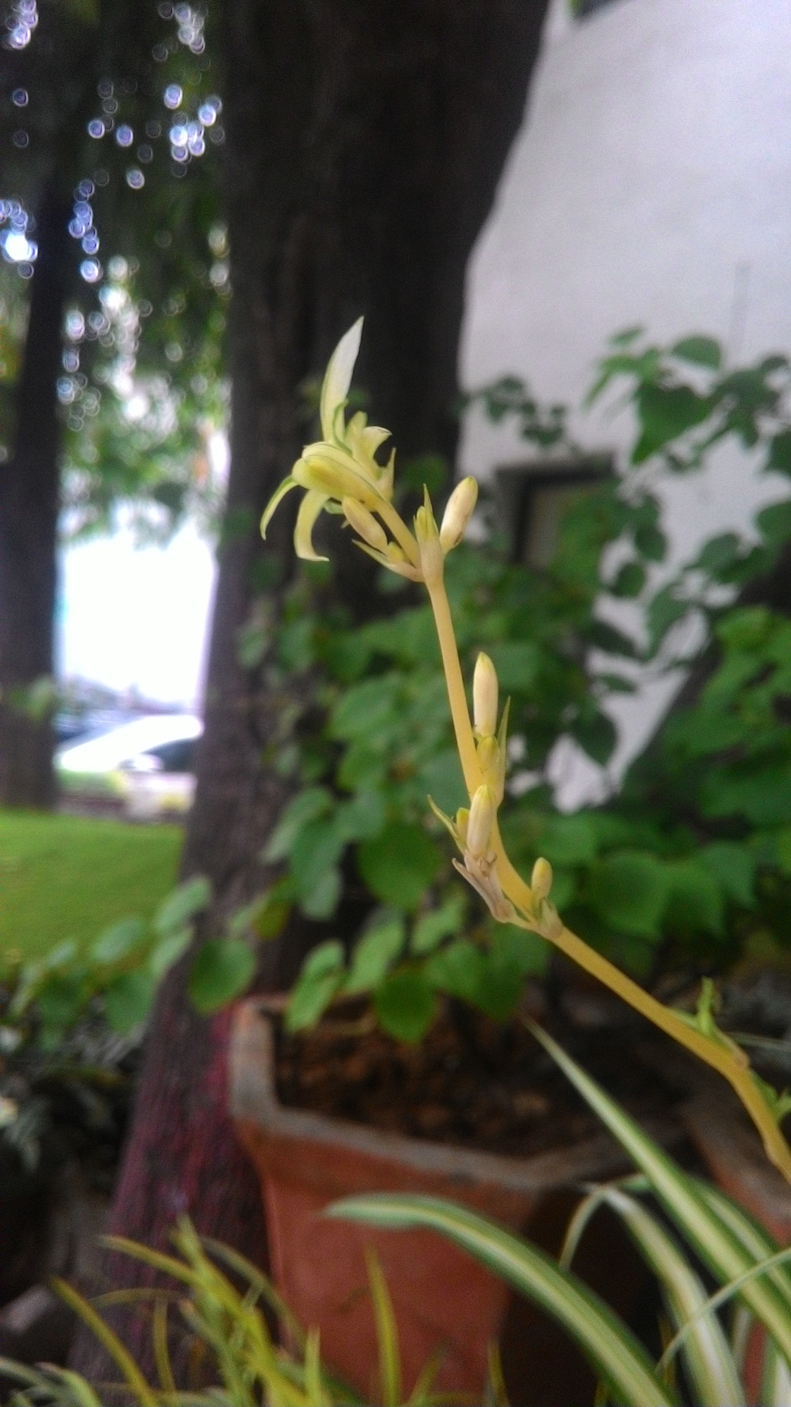 close-up of yellow flowers