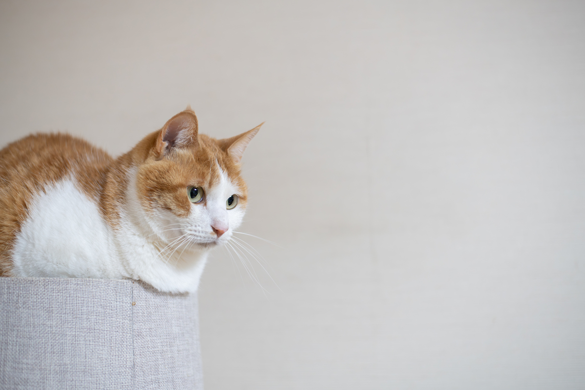 写一个 关于猫的抖音账号简介 要简短