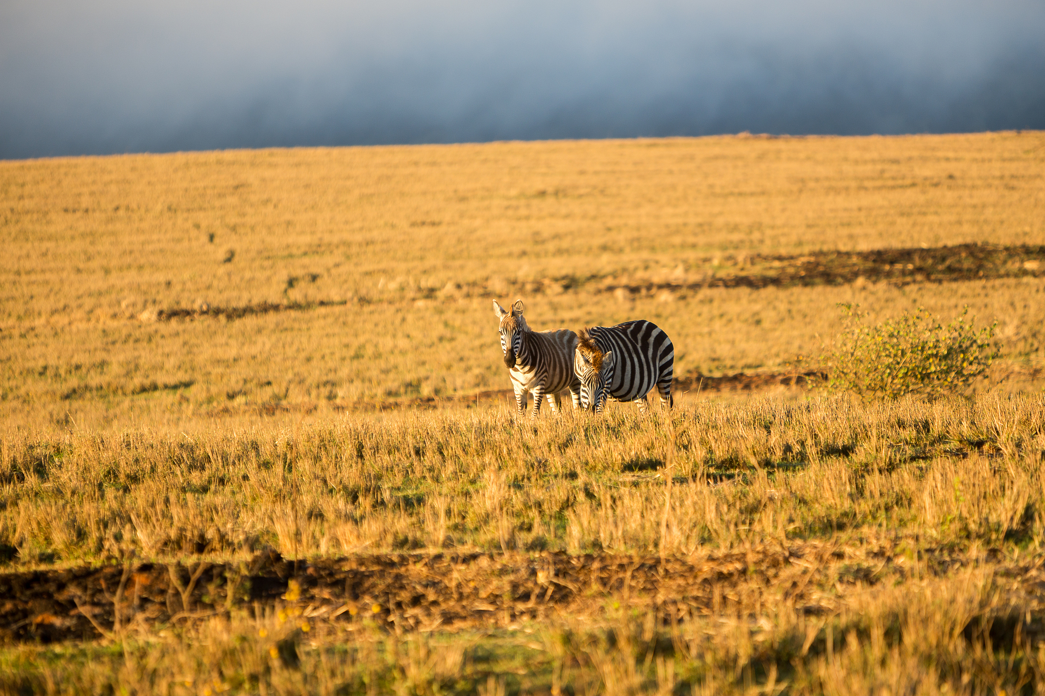 zebra