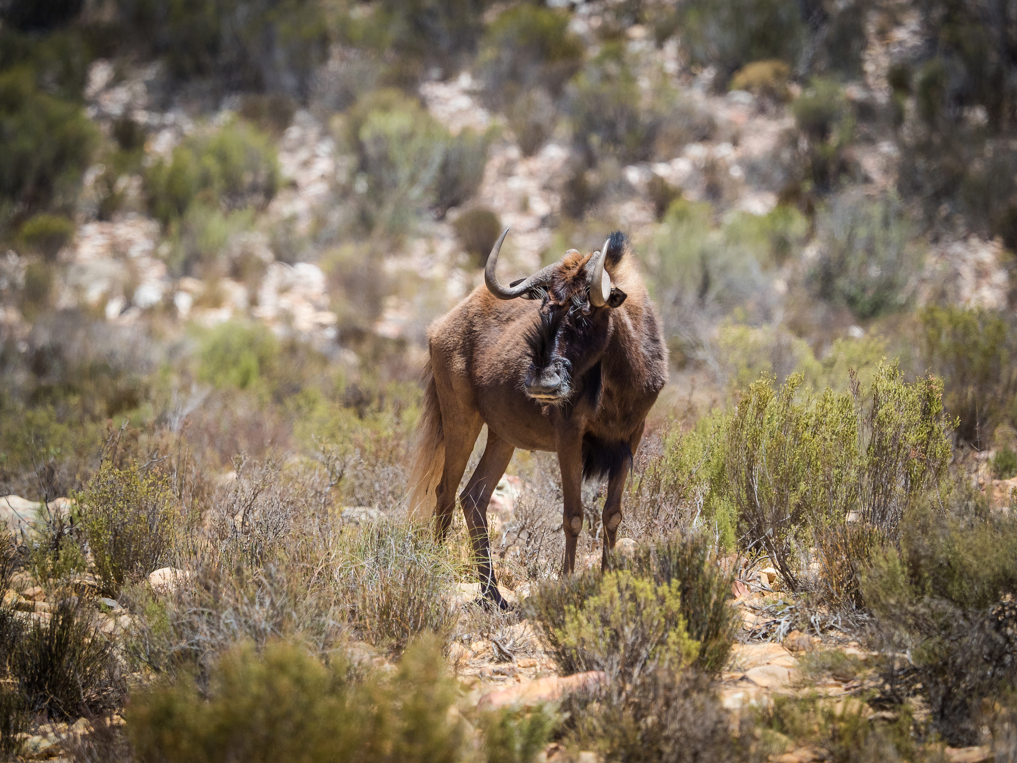 black wildebeest in a nature reserve in south africa