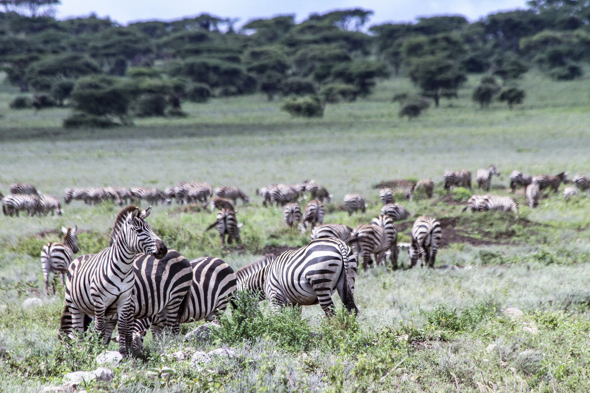 a herd of zebras in africa