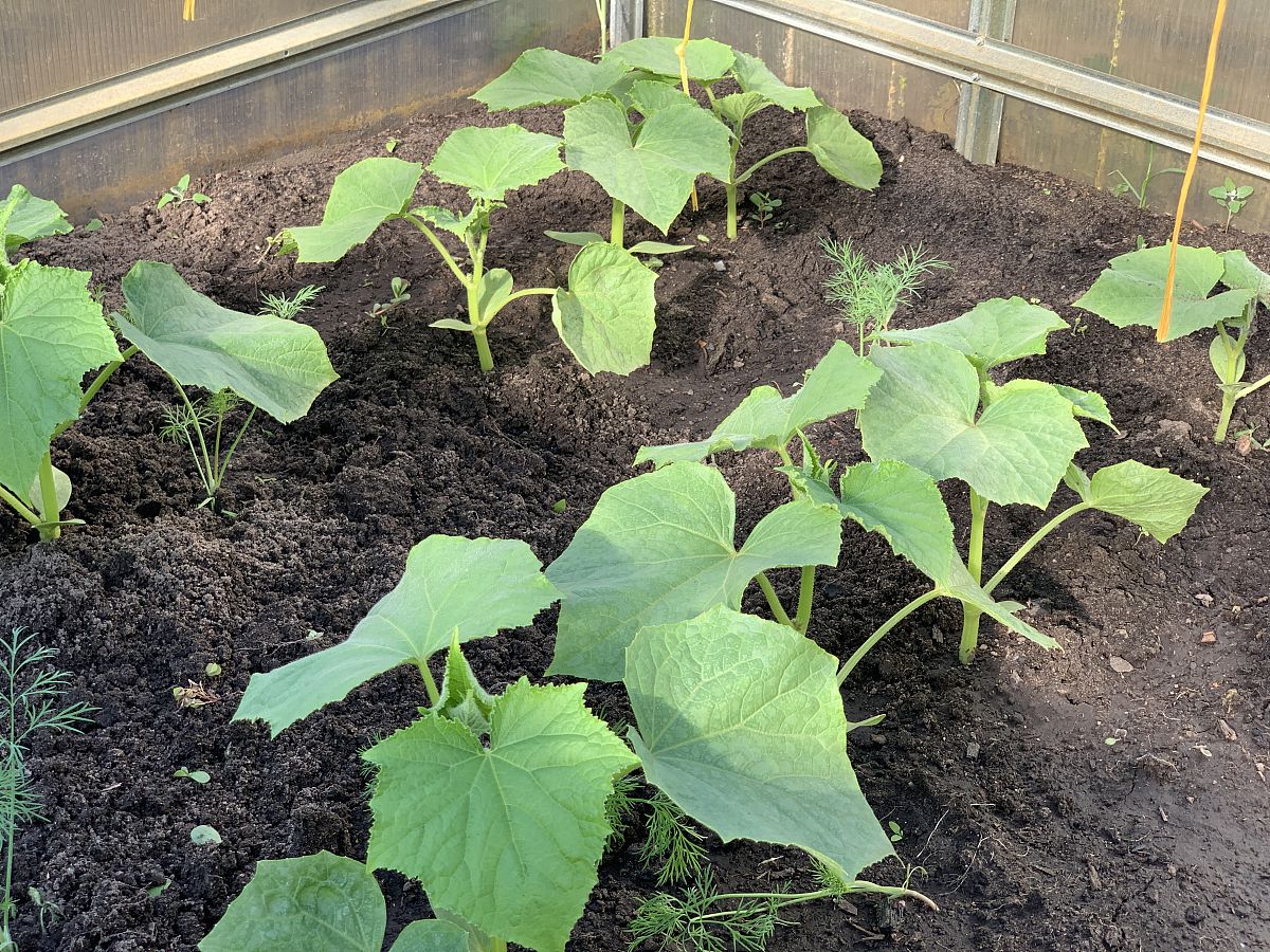 西瓜和黄瓜根系差异：施肥技术对比