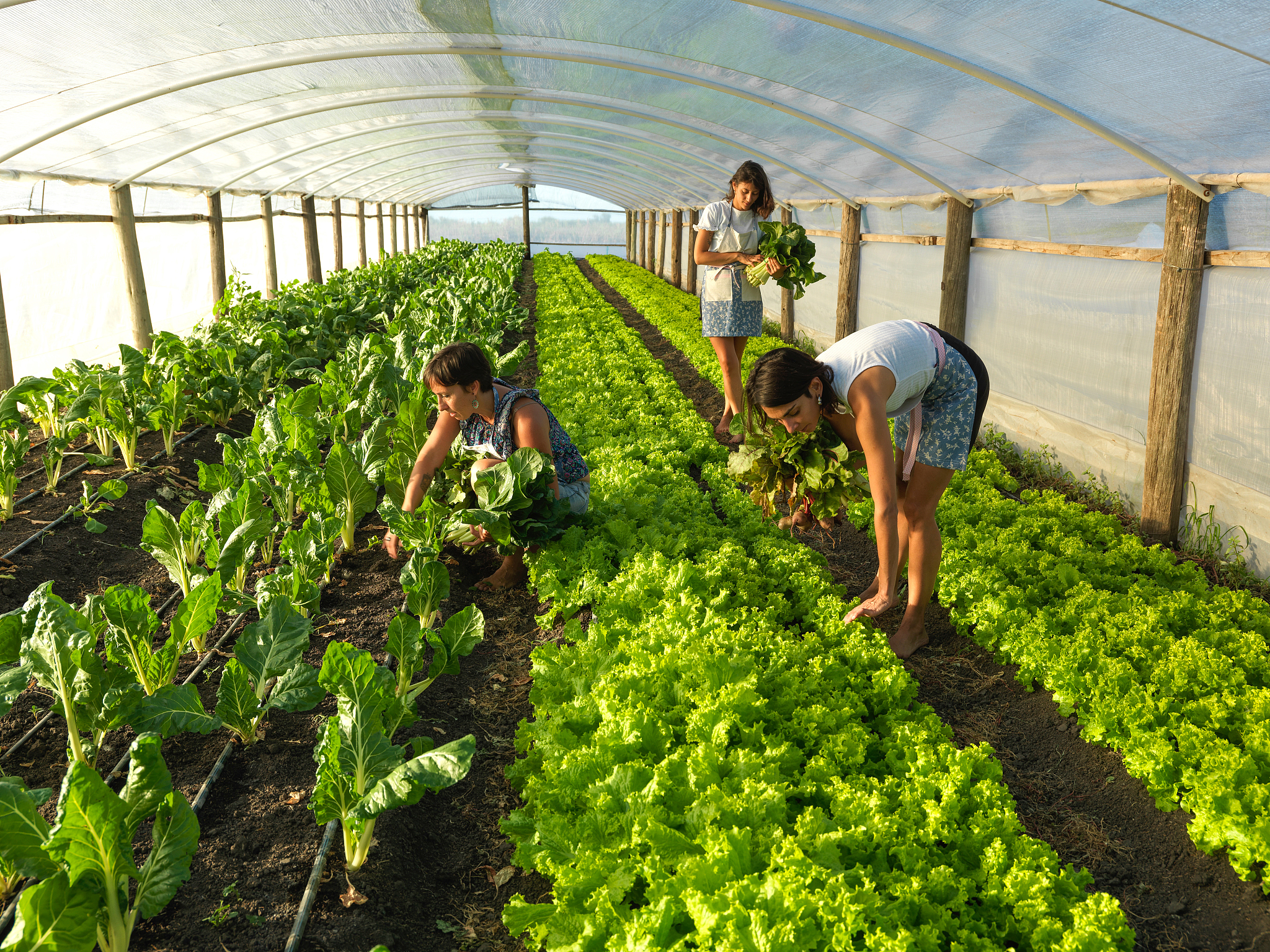 甘肃哪些大学开设蔬菜种植专业？