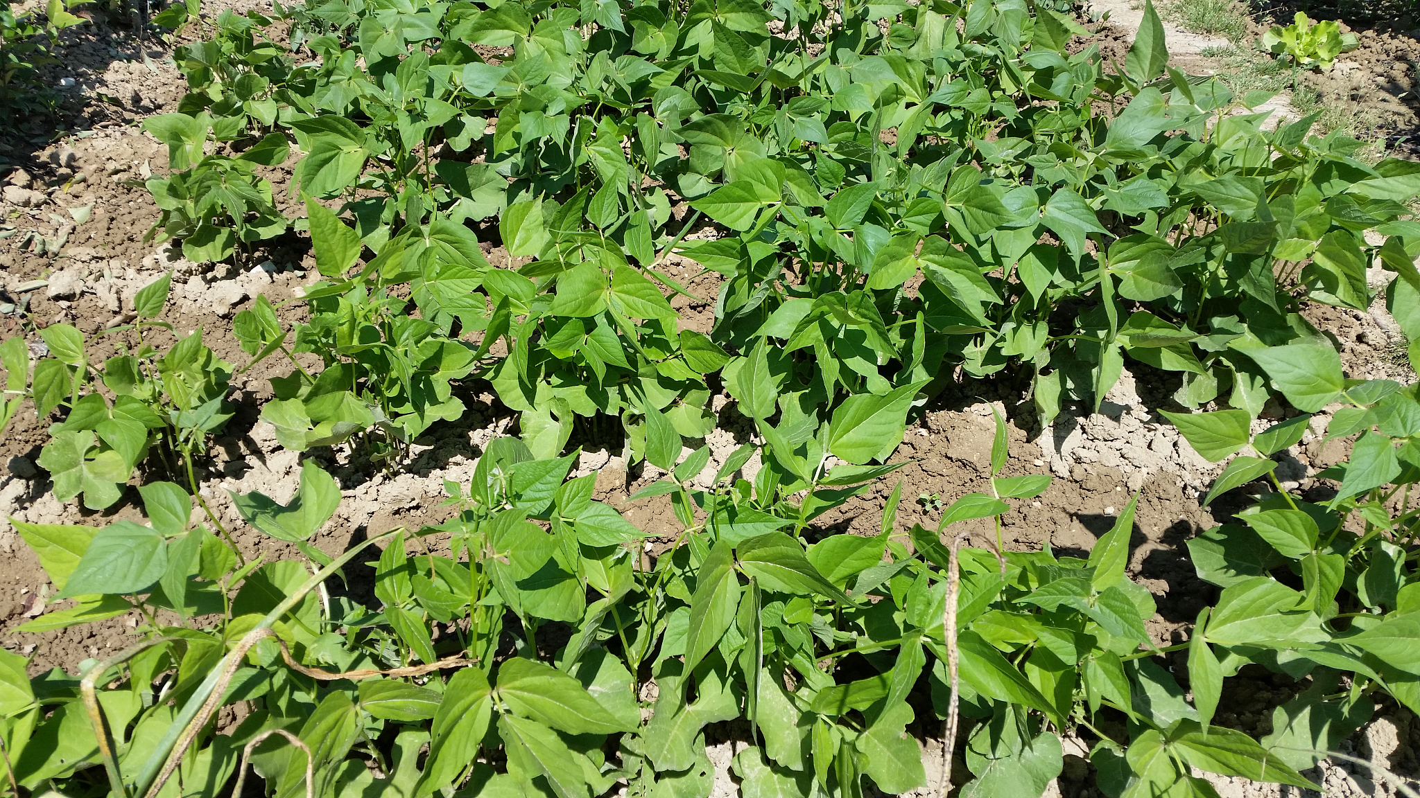 planting of beans