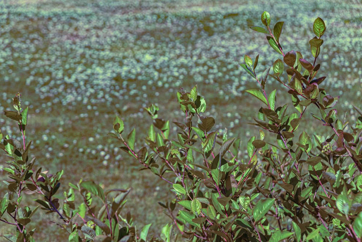 写篇300字关于春天的作文