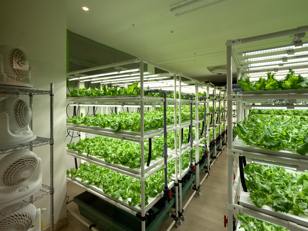 水培叶菜装备技术详解 - 从器材选择到病虫害防治